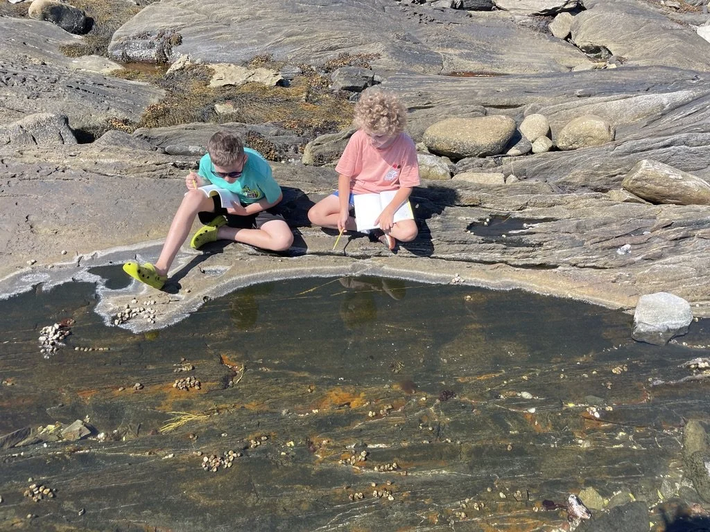 Two children sitting on rocks near a small tide pool on a rocky shoreline, observing and collecting small seashells and pebbles.