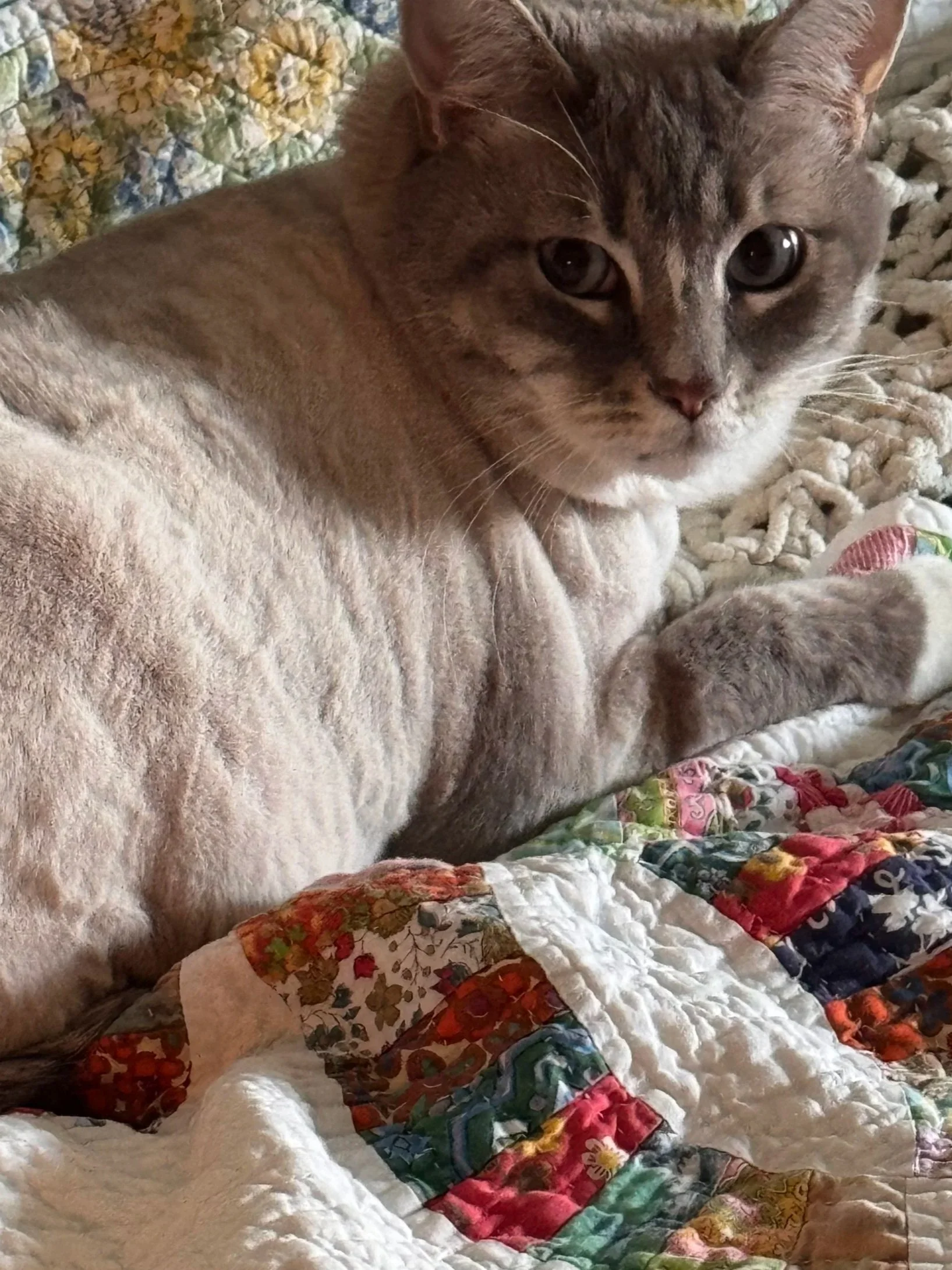 Nobody Warned Me Quilting Eventually Comes With Cats