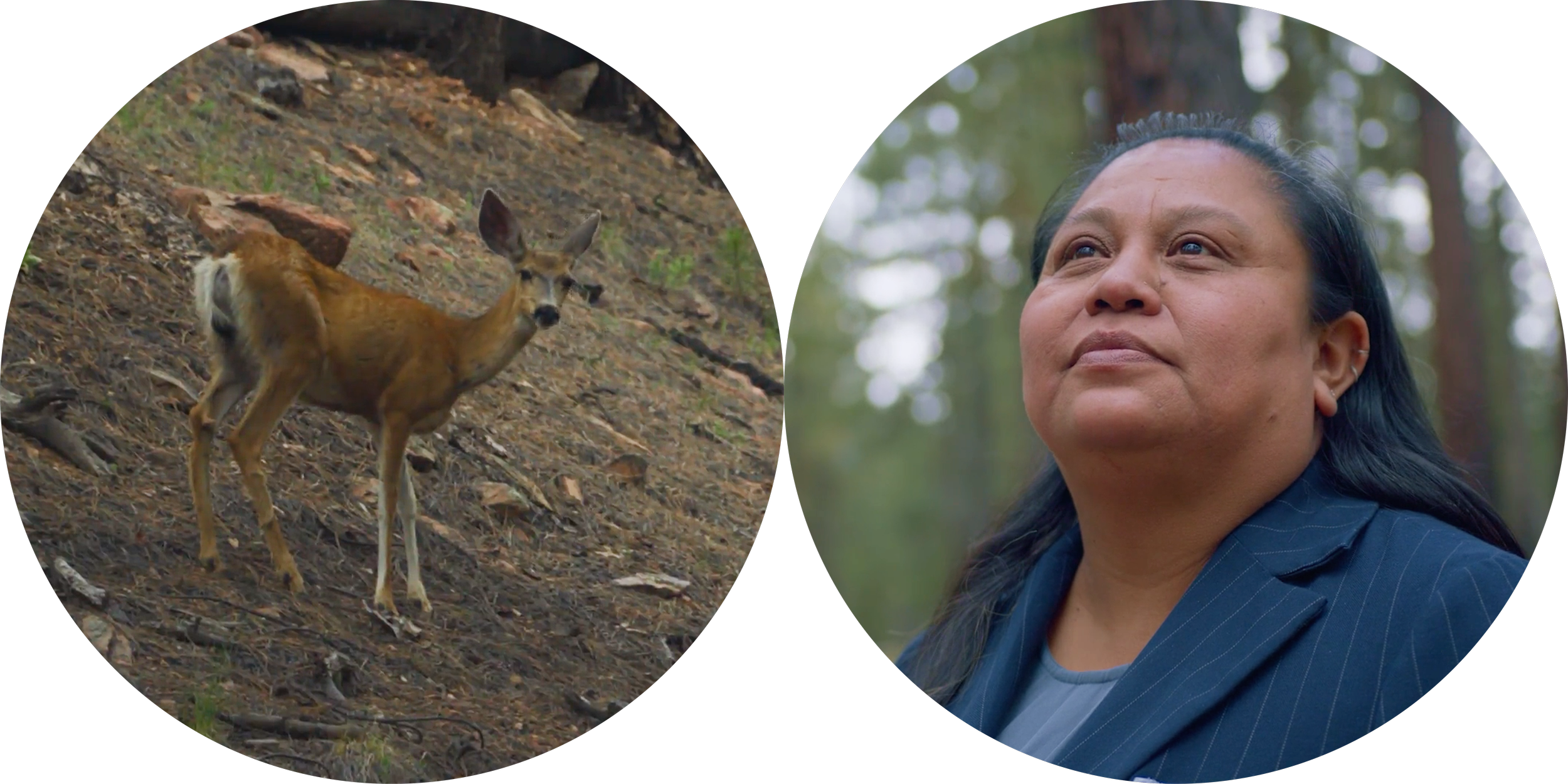 A young deer standing on a wooded hillside and a woman looking upward, outdoors in a forest.