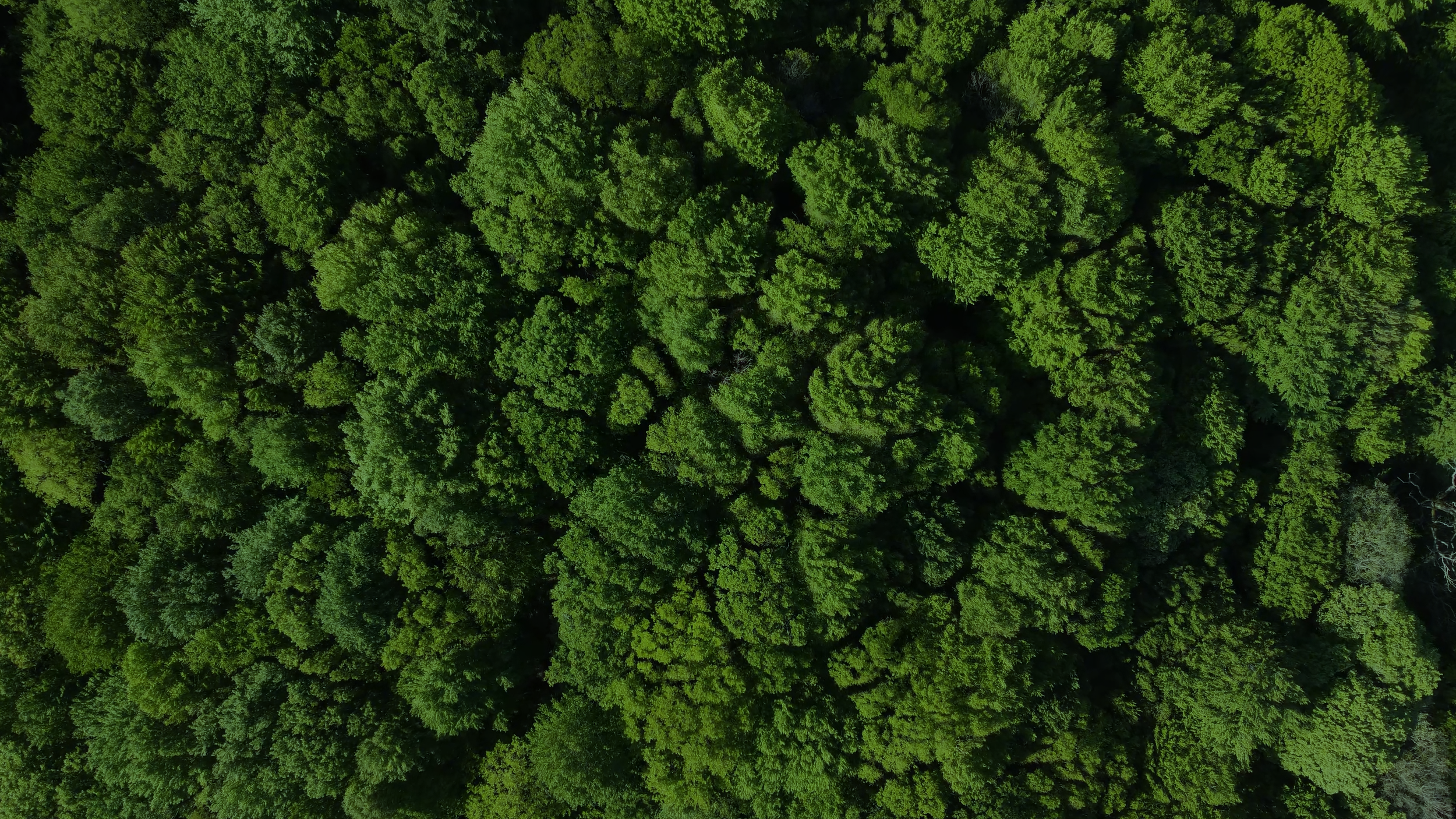 BackUp_13644009_3840_2160_60fps (0-00-06-35).png