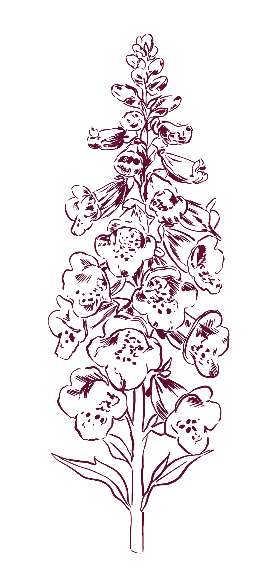 Outline drawing of a flowering plant with multiple blooms and leaves on a black background.