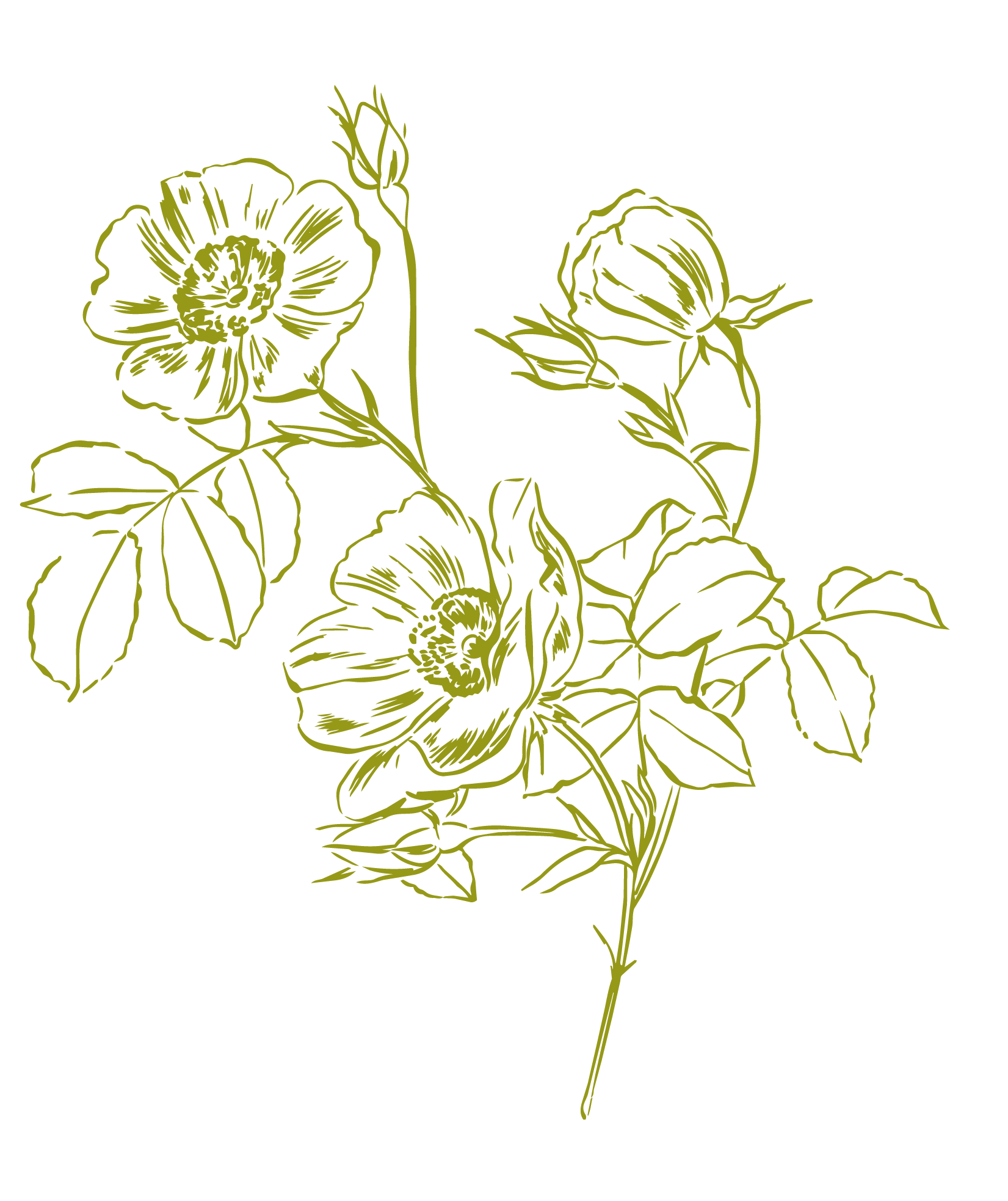 Line drawing of flowers plant with blossoms, buds, and leaves (Maia Baker, queer historical romance writer)