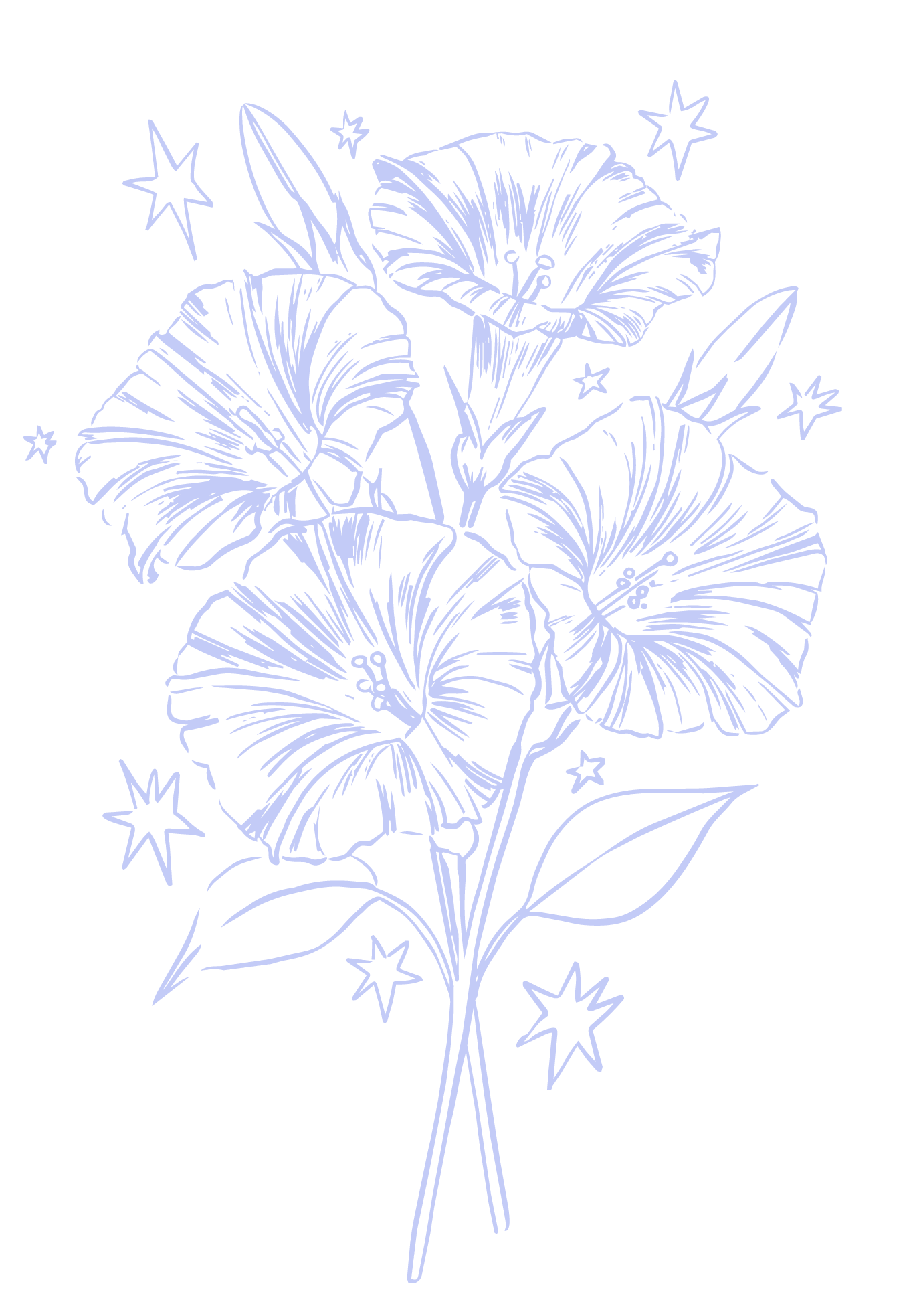 Line drawing of a bouquet of hibiscus flowers with stars surrounding them.