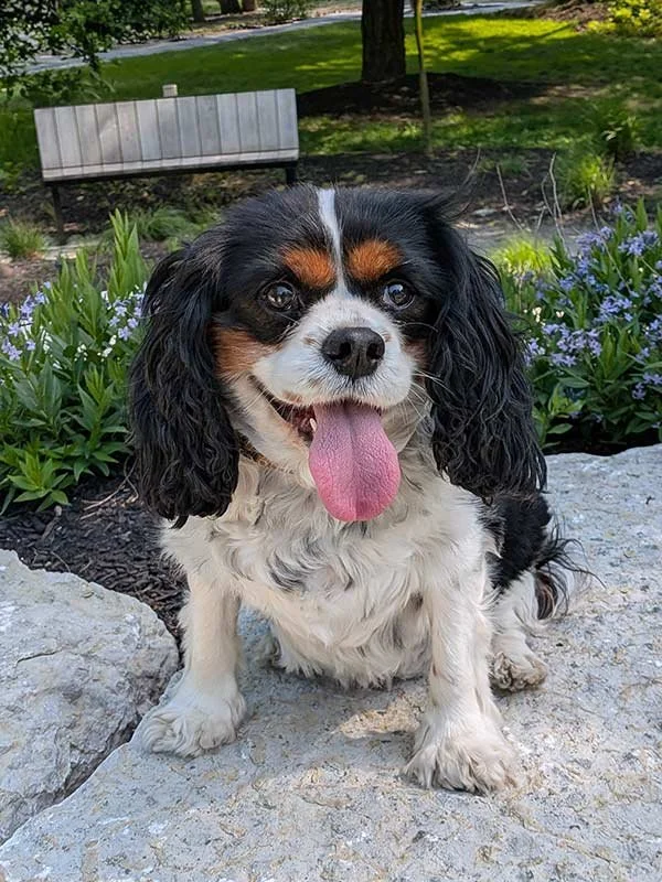 A happy black, white, and brown Cavalier King Charles Spaniel sitting on a stone surface in a garden with purple flowers and green foliage.