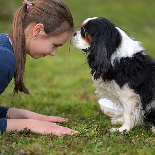 A girl with brown hair and a purple hair tie and a Cavalier King Charles Spaniel touching noses outdoors on a grassy field.