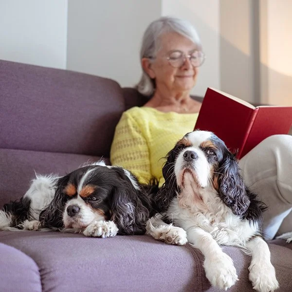 An elderly woman with gray hair and glasses sitting on a purple couch, reading a red book. Two Cavalier King Charles Spaniel dogs are lying on the couch in front of her, one resting its head and the other sitting up with an alert expression.