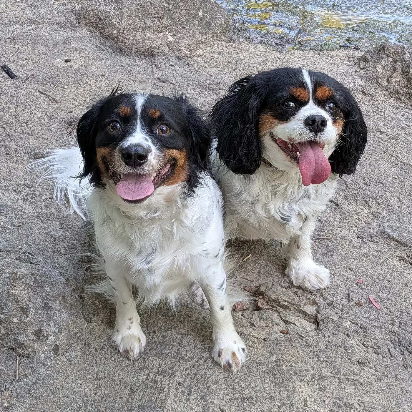 Two dogs with white and black fur, standing on a textured concrete surface, both looking up with tongues out.