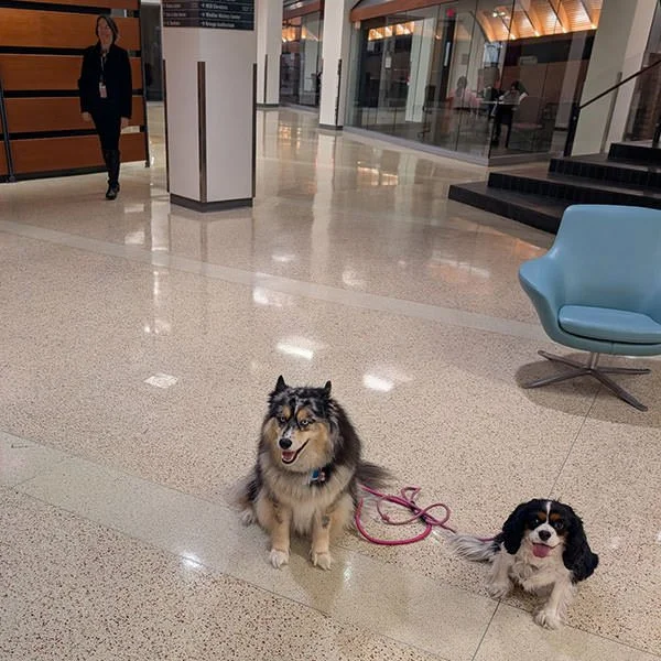 Two dogs, an Australian Shepherd and a Cavalier King Charles Spaniel, sitting on the shiny floor of a modern lobby with a person walking in the background and a blue chair nearby.