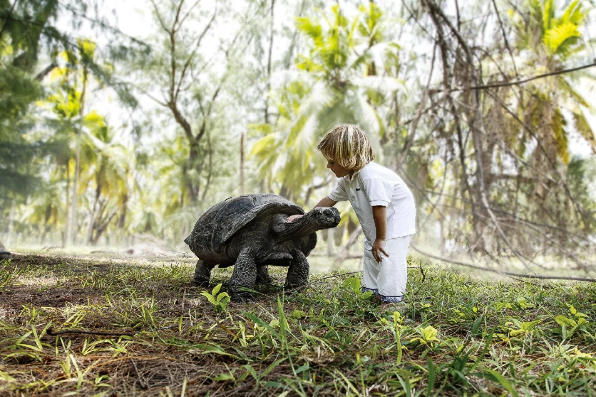 A young boy in white clothes interacting with a giant turtle in a lush, green forest.
