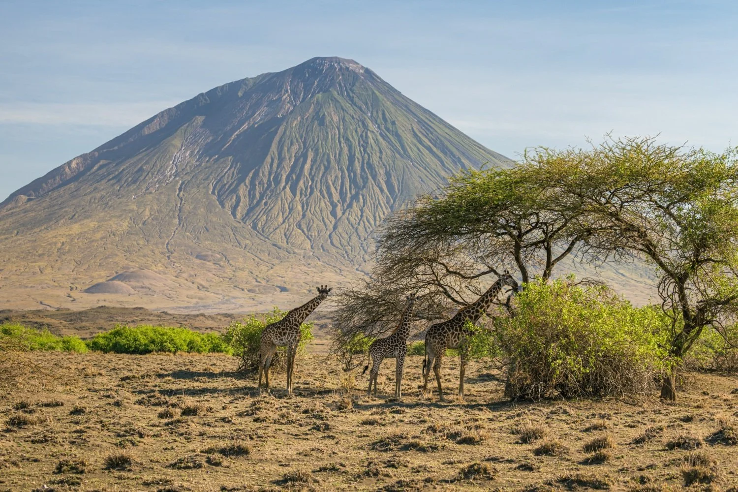 Three giraffes standing near trees in a savannah with a mountain in the background.