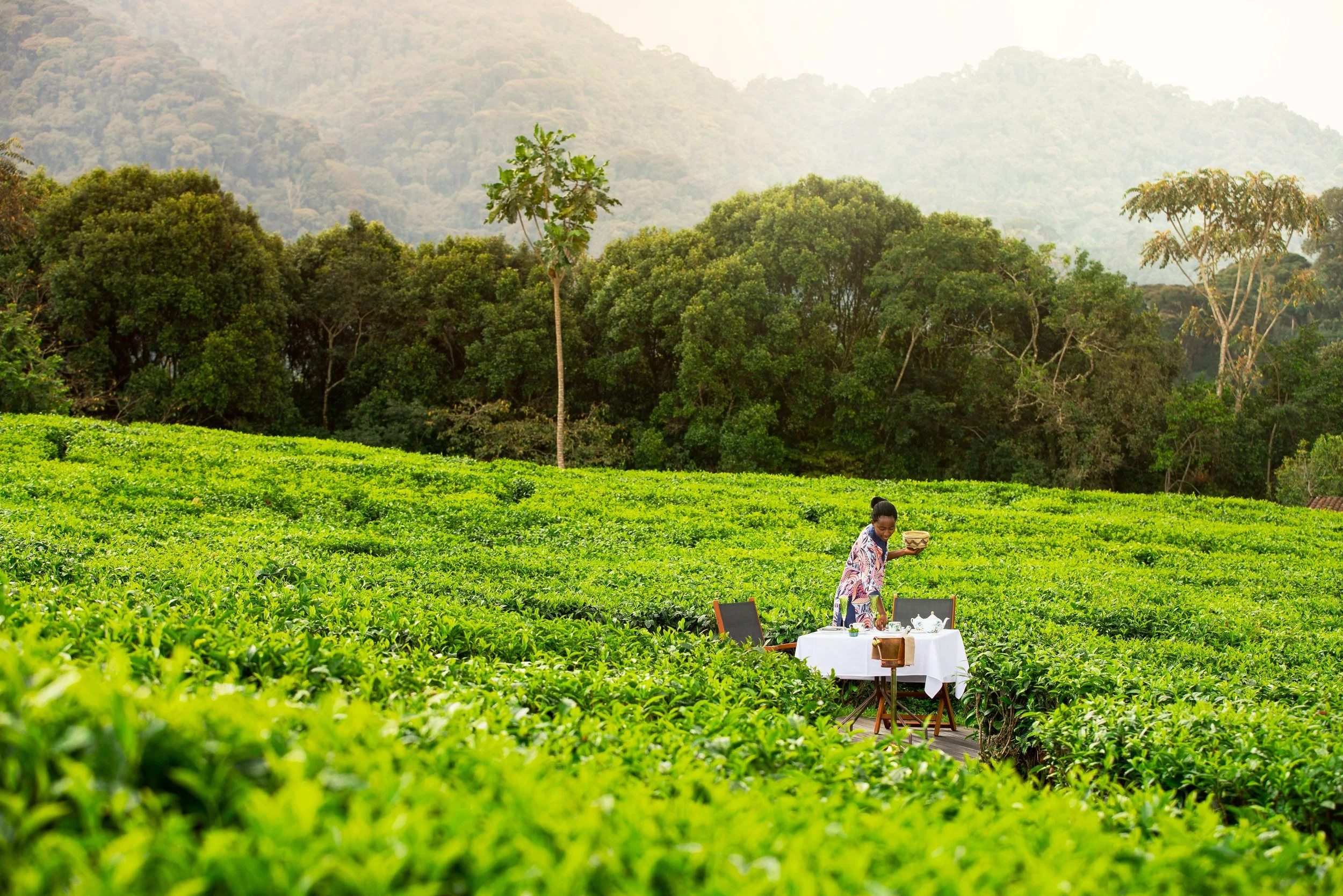 A woman with dark skin and black hair wearing a colorful dress stands in a lush green tea plantation, setting a table with white tablecloth and tea set. Tall trees and forested hills are visible in the background.