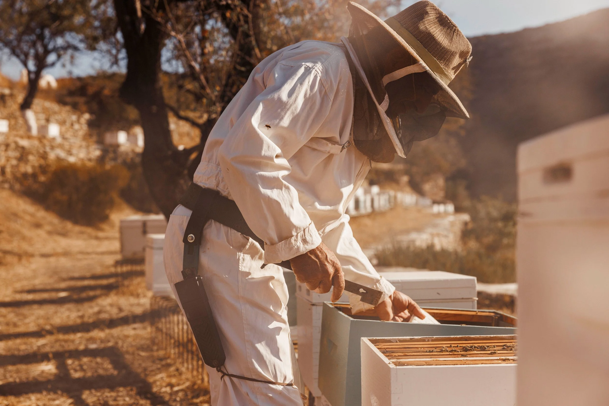 A beekeeper wearing a protective suit, hat, and veil inspecting beehives outdoors on a sunny day.