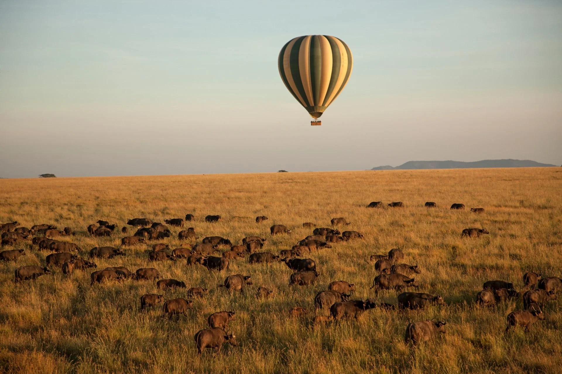 A hot air balloon with black and beige vertical stripes floating over a savannah landscape with a herd of wildebeests grazing below.