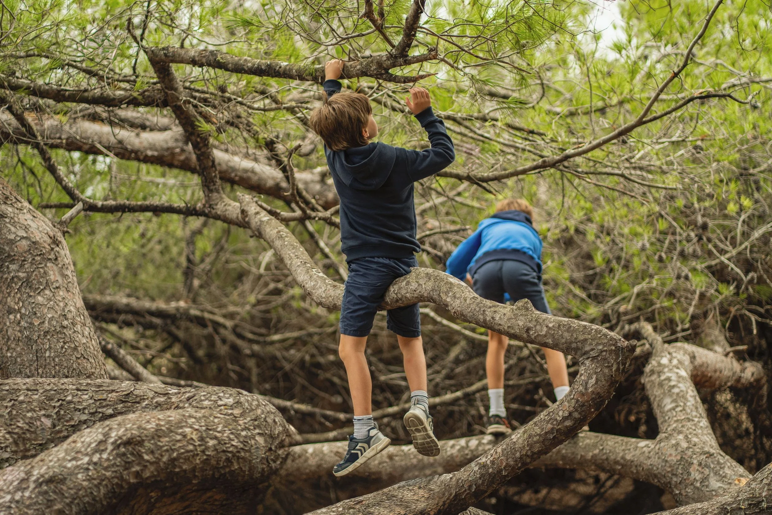Two boys are climbing on intertwined tree branches in a forest, with one boy wearing a black hoodie and the other in a blue hoodie.