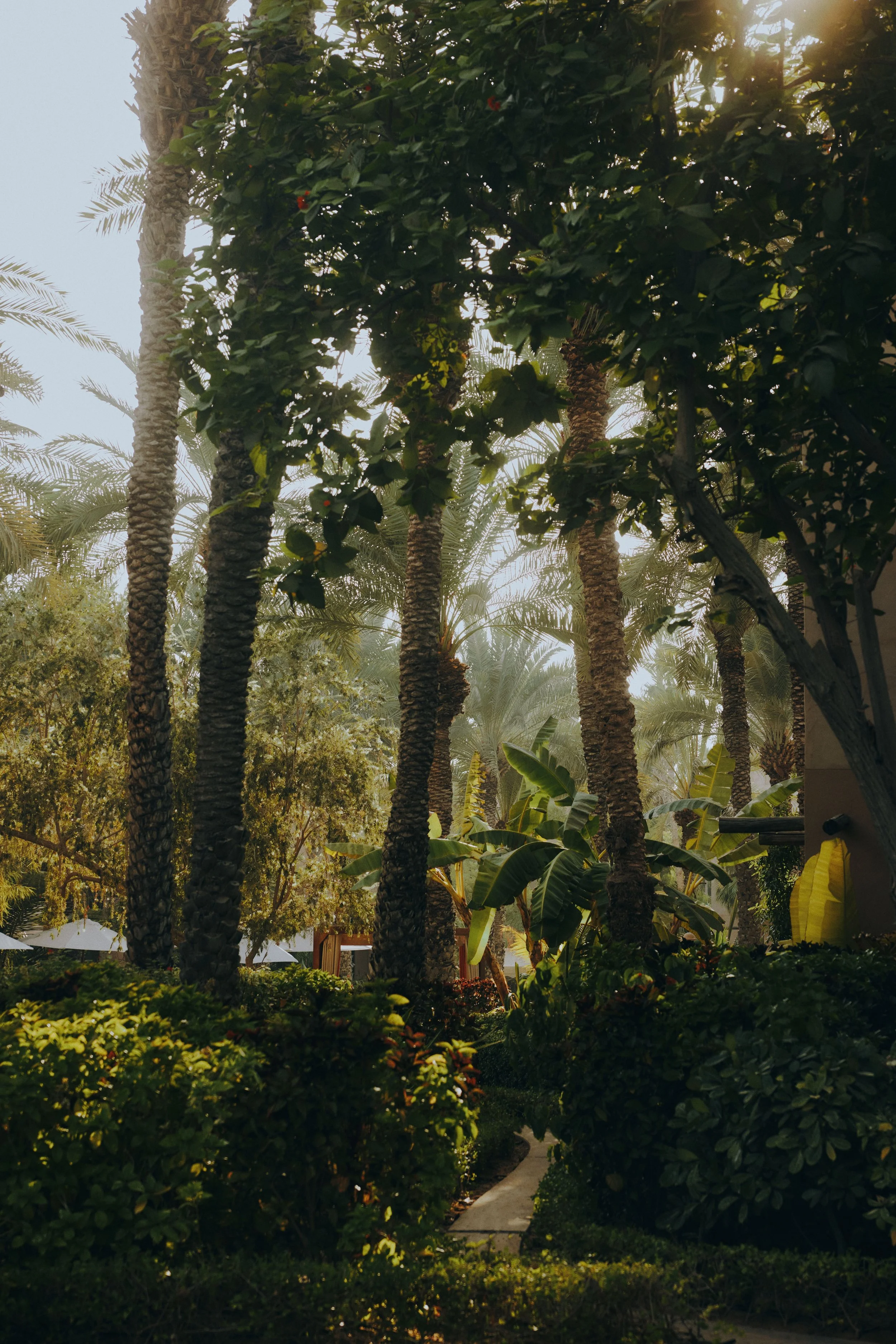A lush garden scene with tall palm trees and dense green foliage, sunlight filtering through the trees, and a narrow pathway visible at the bottom.