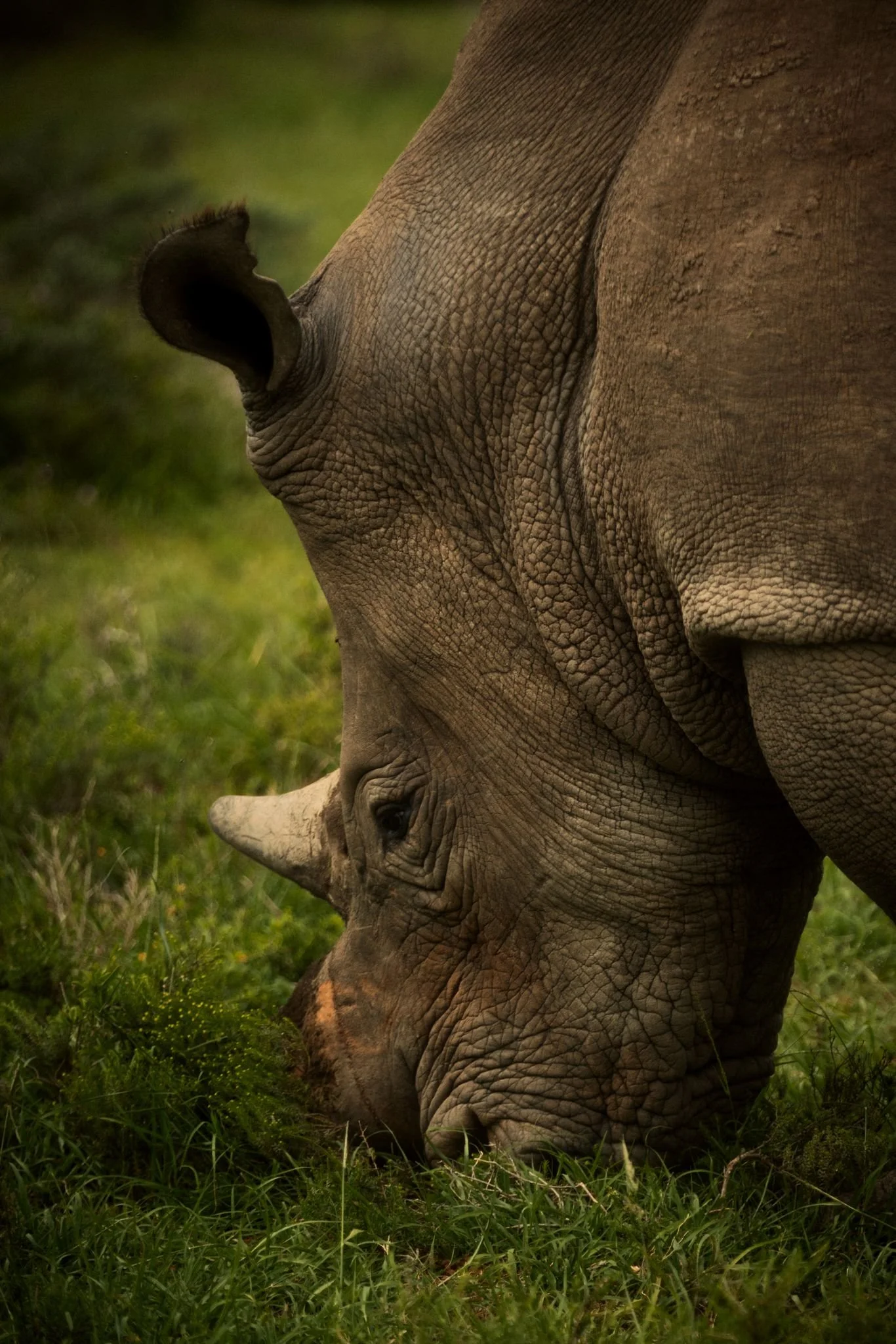 Close-up of a young elephant sticking its trunk down into the grass in a natural outdoor setting.