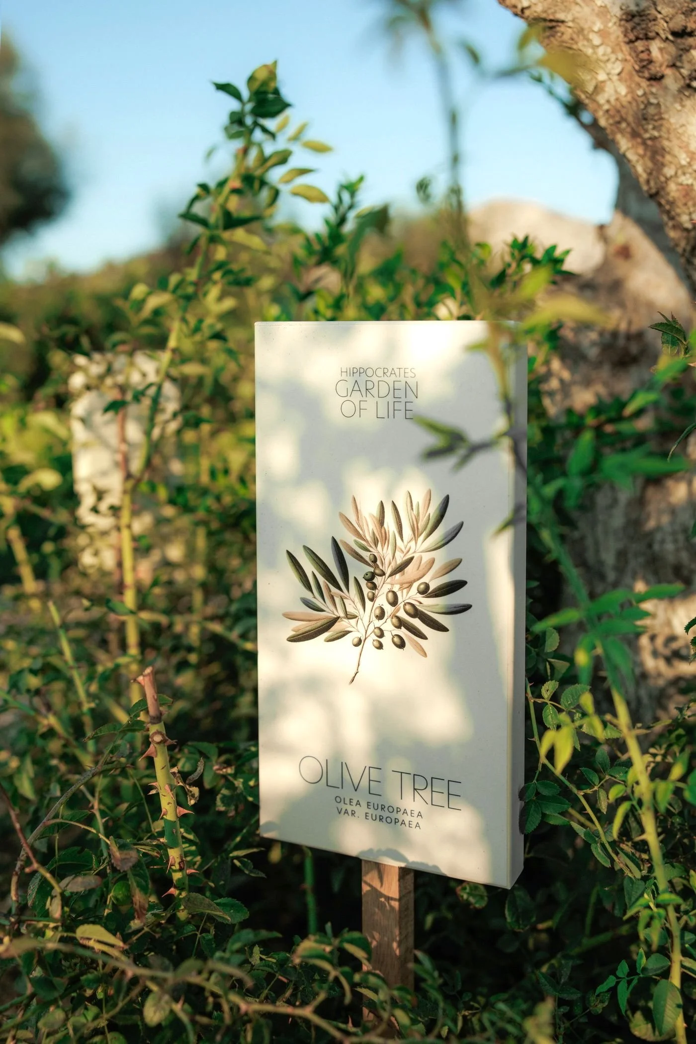 A plant identification sign for an olive tree among green bushes with a clear blue sky in the background.