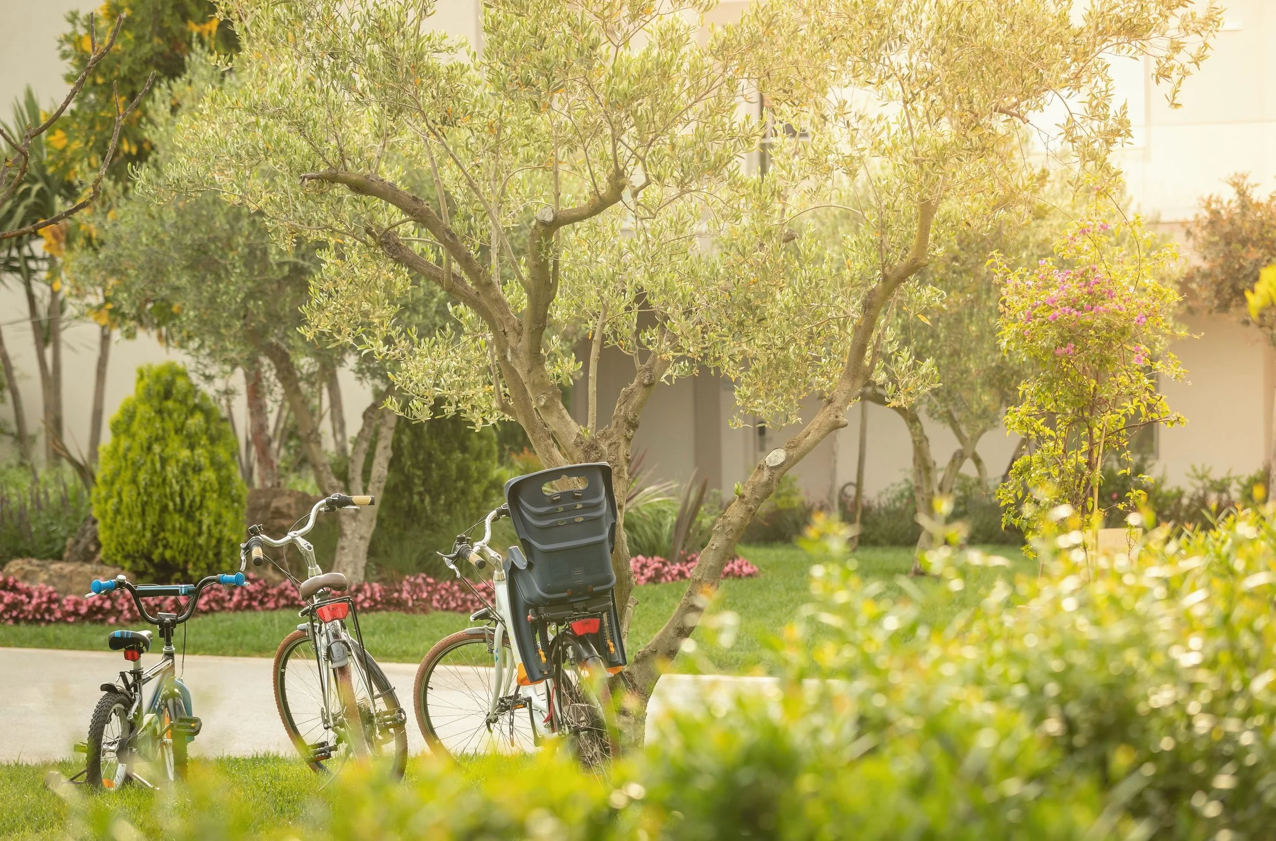 Bicycles parked next to a tree in a garden with various plants and pink flowers, with a building in the background.