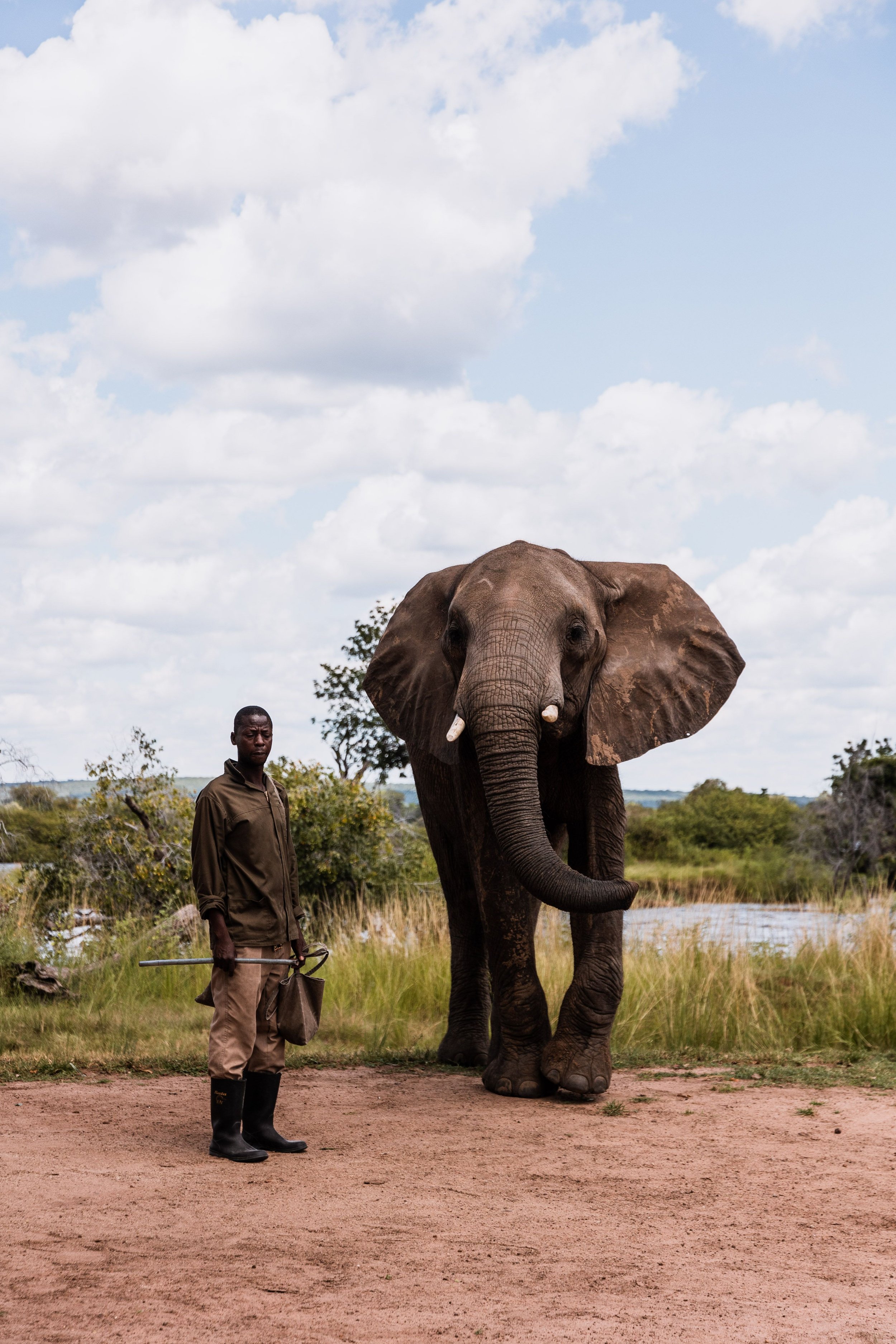 A person wearing black rubber boots and brown trousers stands beside a large elephant on a grassy landscape with water and trees in the background under a partly cloudy sky.