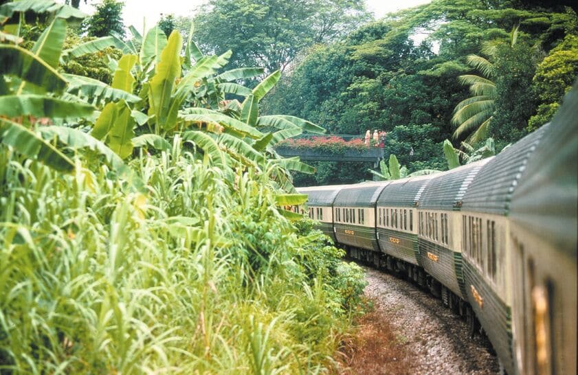 A train traveling through a lush, green jungle with dense foliage and banana plants, with a bridge visible in the background.