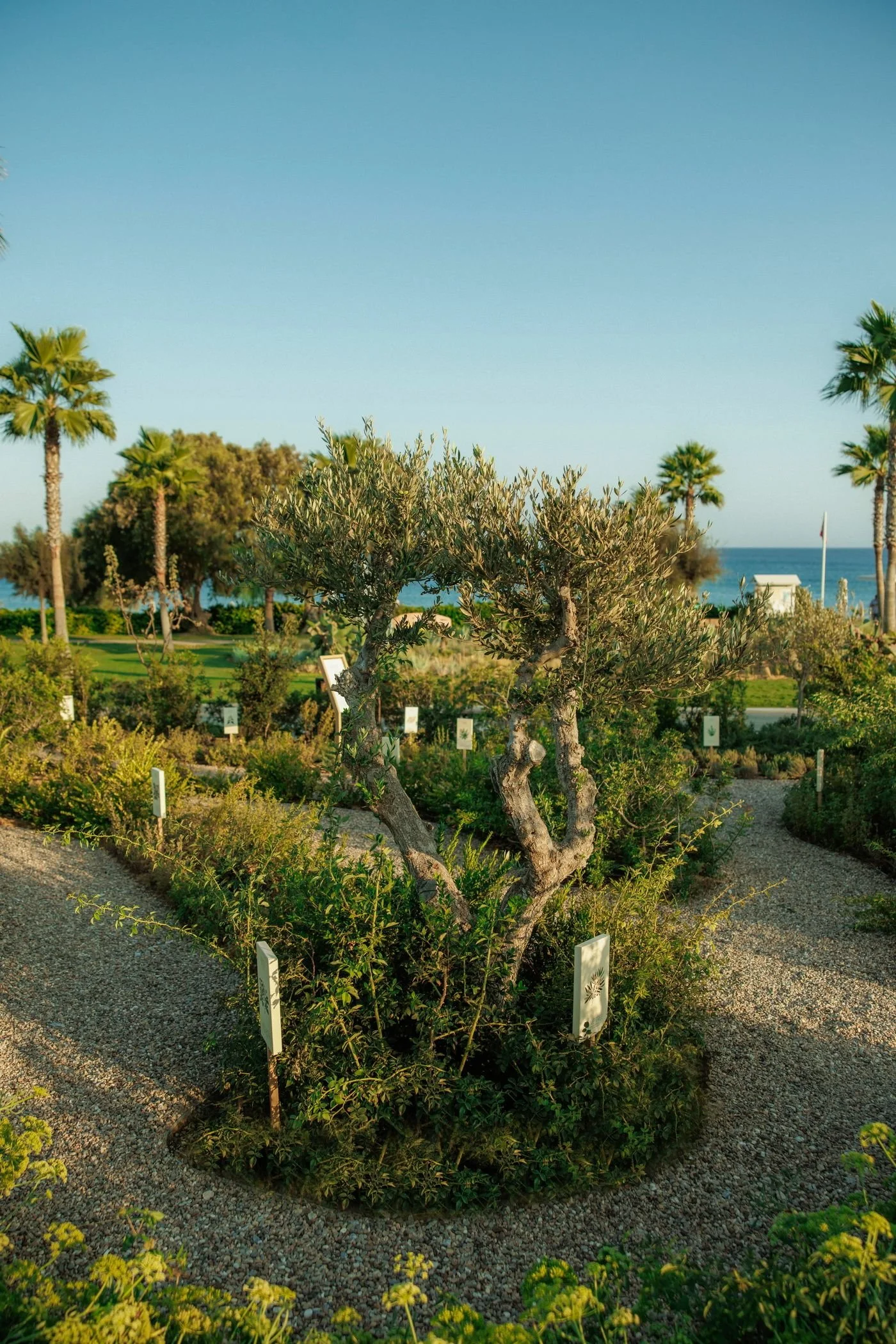 A tree in a botanical garden with sandy paths and small white signs, with palm trees and the ocean in the background under a clear blue sky.