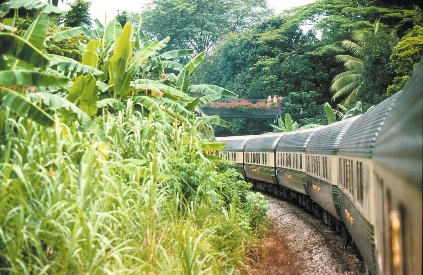 A train traveling through a lush green jungle with tropical plants and trees on both sides.