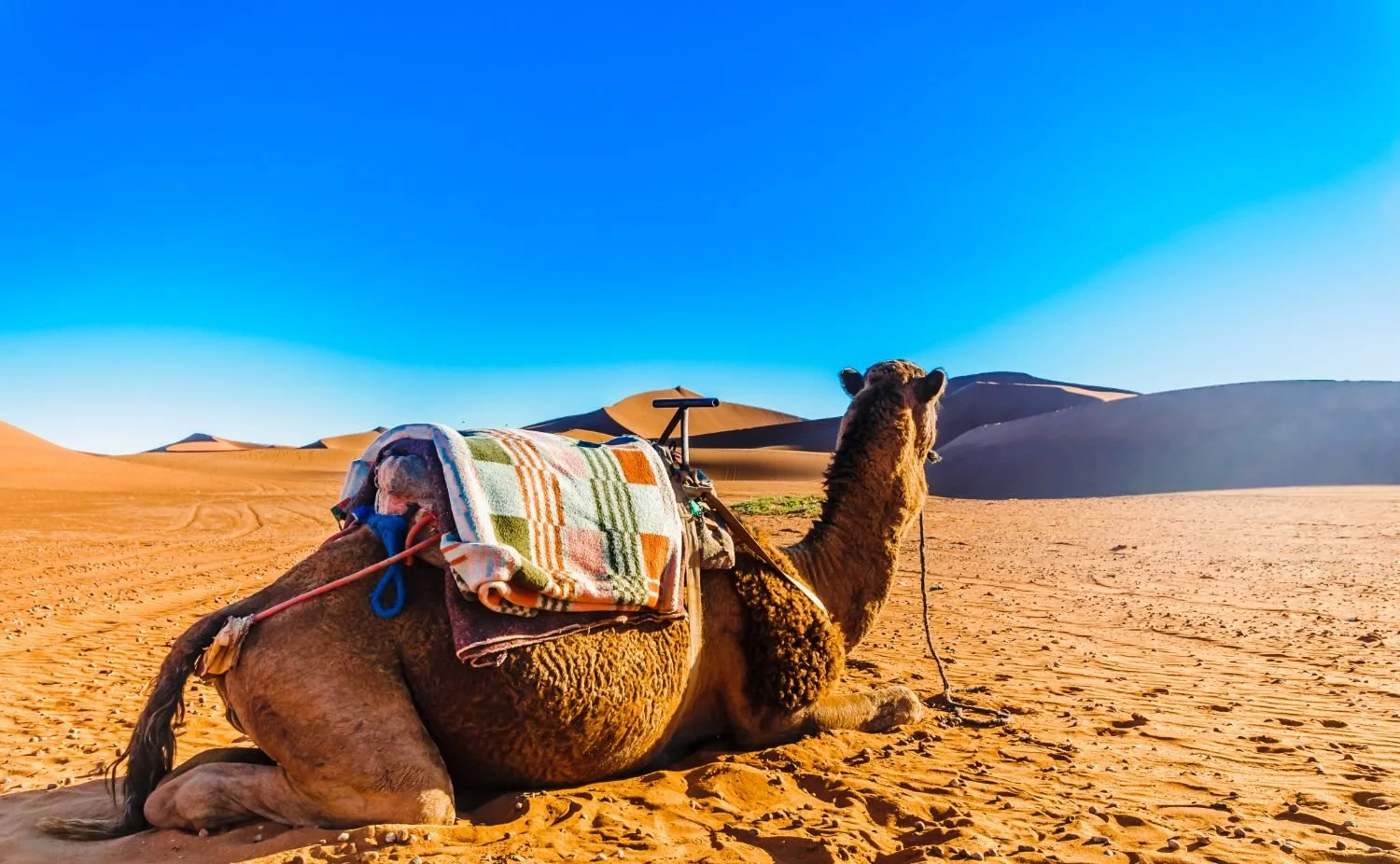 Camel sitting on desert sand dunes with loads of blankets, looking to the horizon under a clear blue sky.