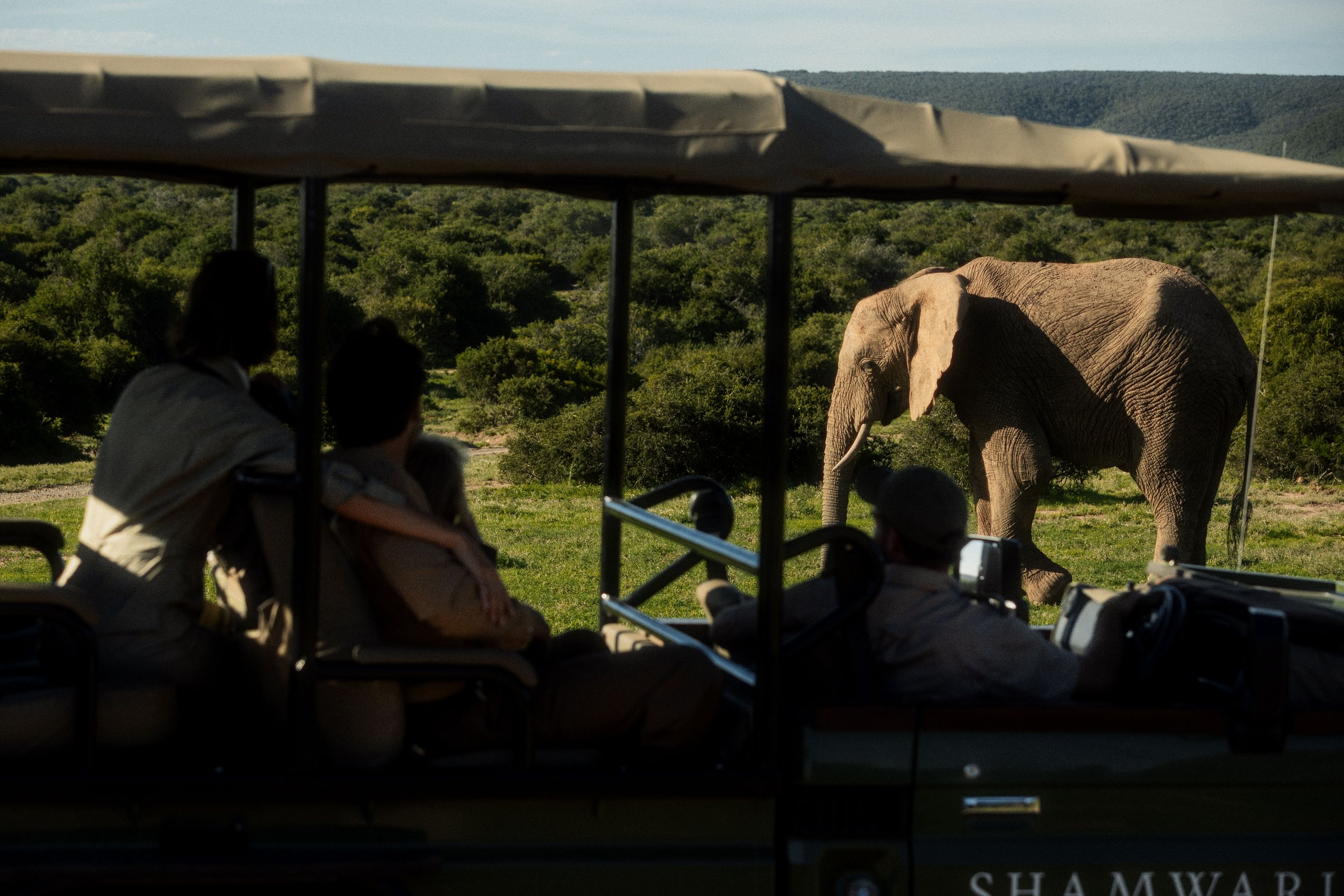 Tourists riding in an electric cart observing an elephant in a wildlife reserve with green hills in the background.