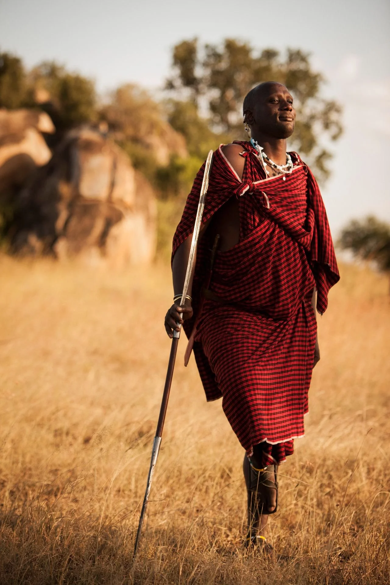 A person dressed in traditional Maasai attire, wearing red shuka cloth, jewelry, and sandals, walking through a grassy savanna with a spear in hand, with blurred trees in the background.