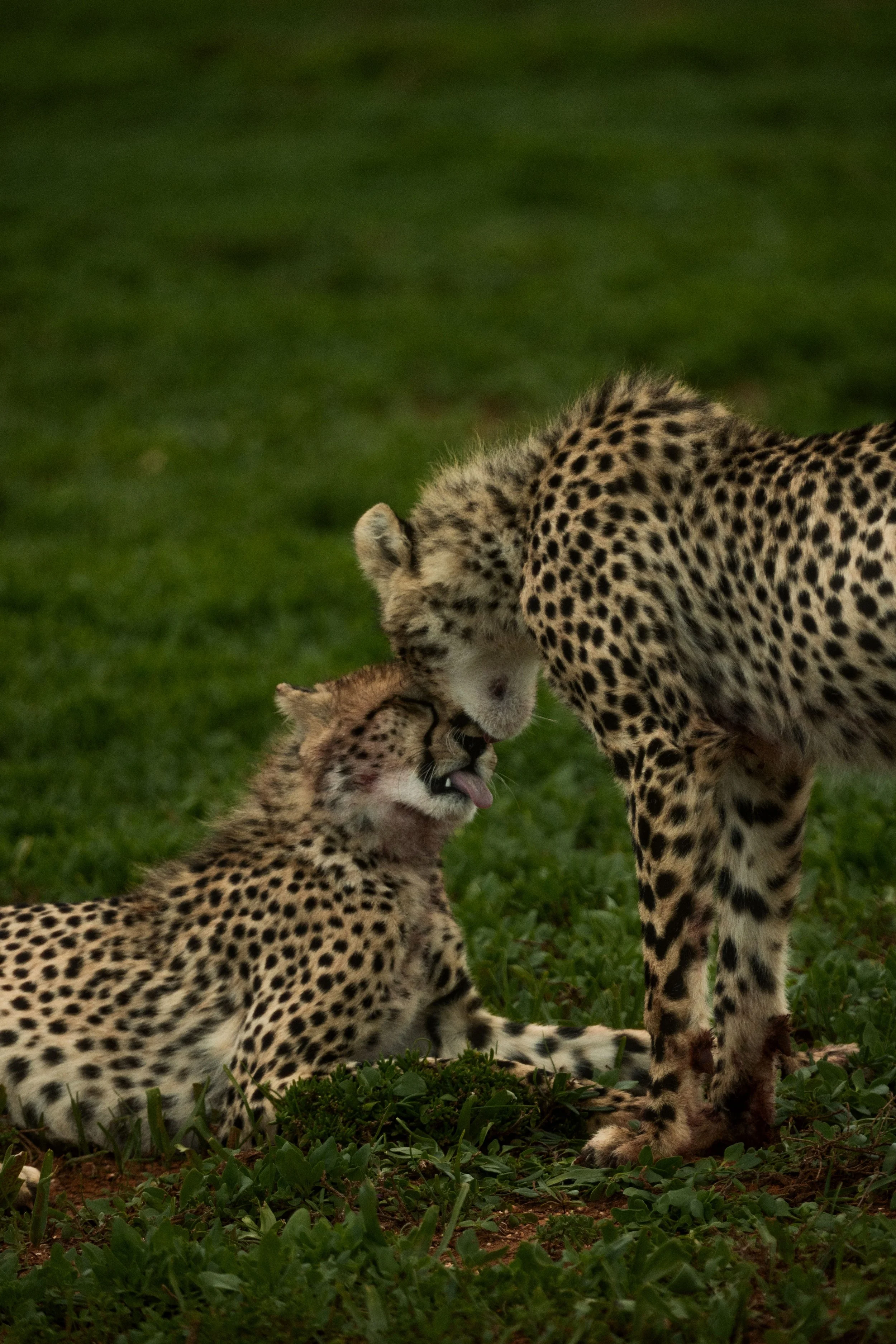 Two cheetah cubs playing on green grass, one standing and the other lying down, with a blurred green background.