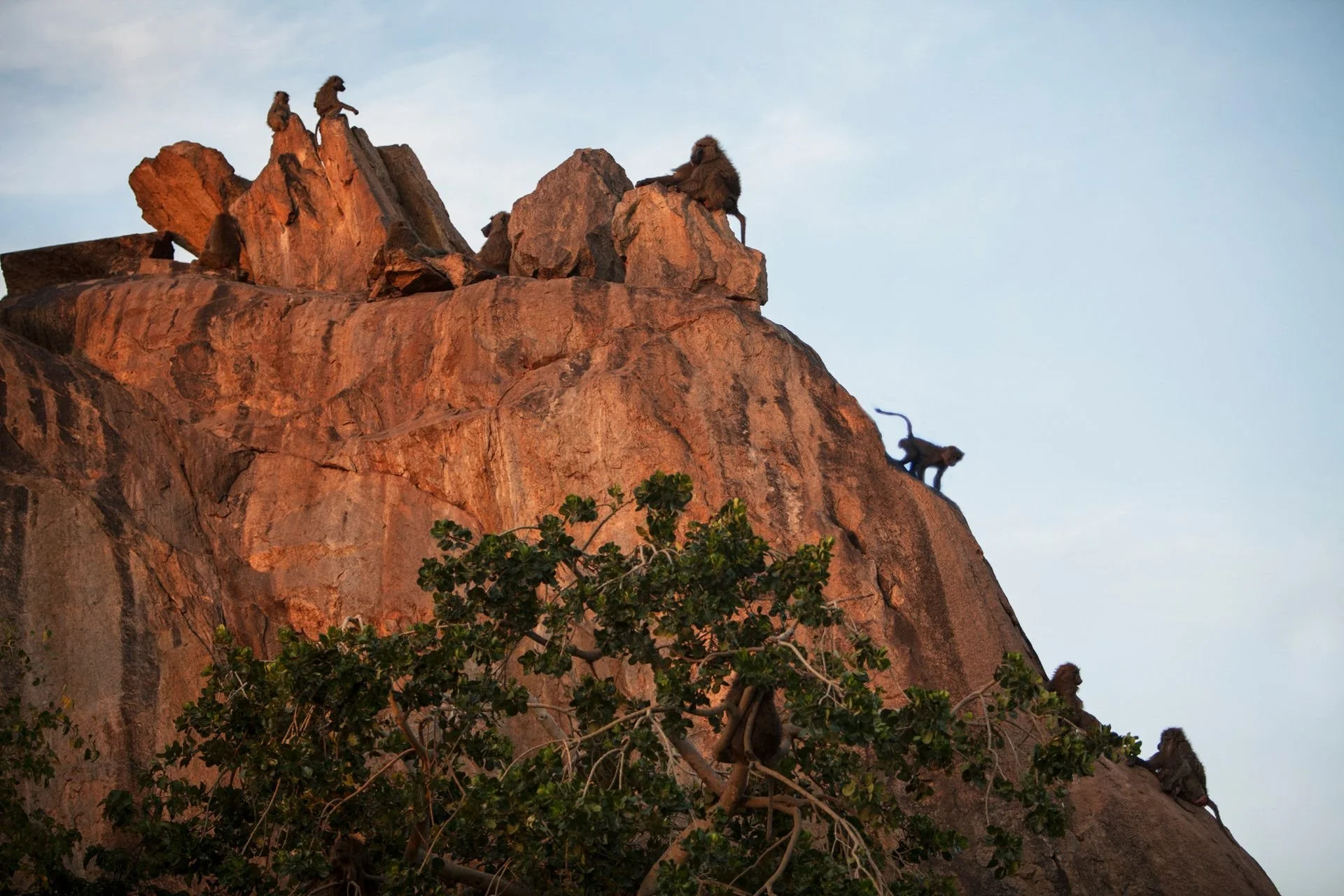 Cliffs with several monkeys sitting and climbing on rocks and trees, with a clear sky in the background.