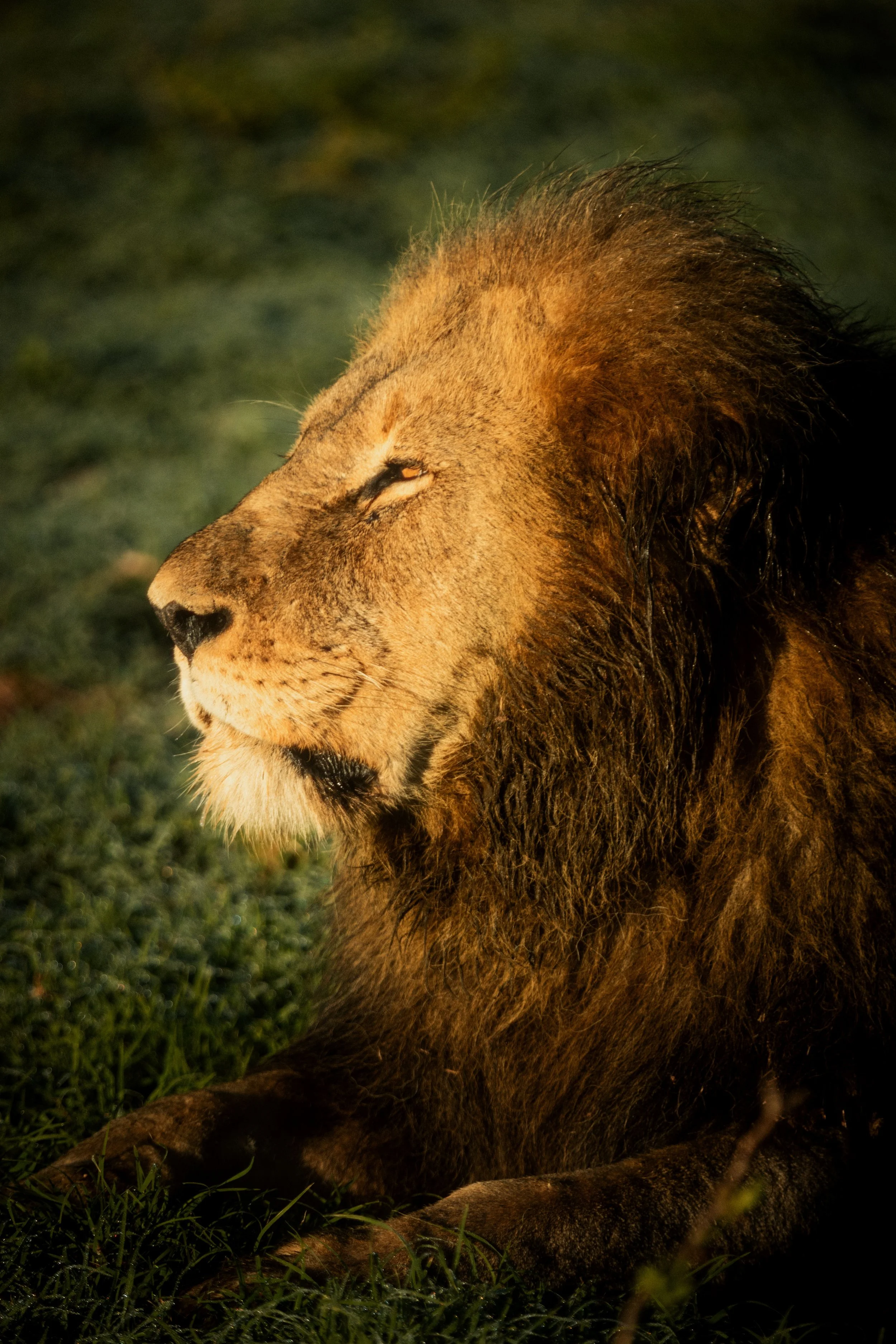 Close-up of a male lion lying on grass with eyes closed, golden mane, and a tranquil expression, captured during sunset with warm lighting.