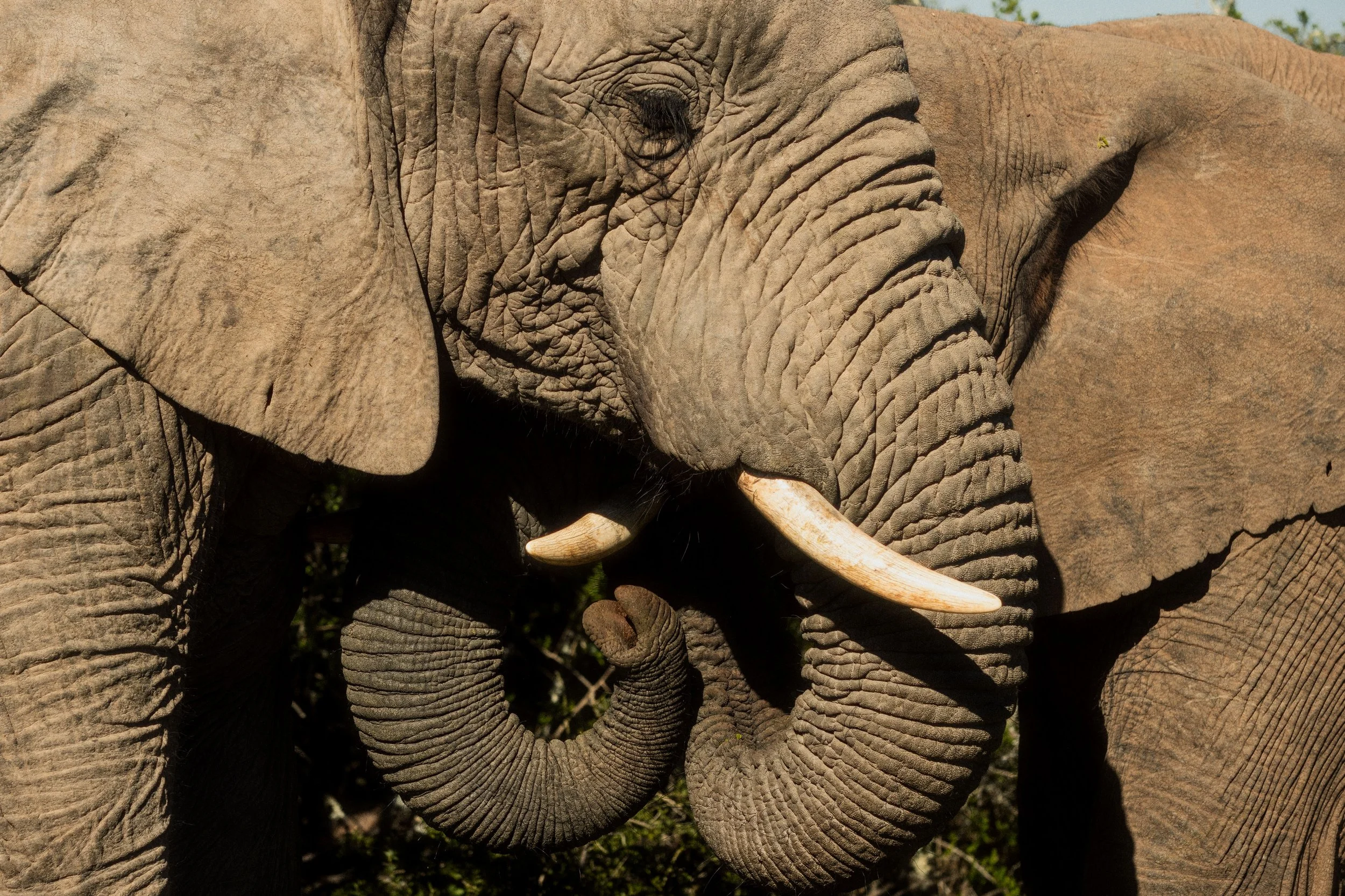 Close-up of a large elephant's face, showing wrinkles, ear, eye, and tusk.
