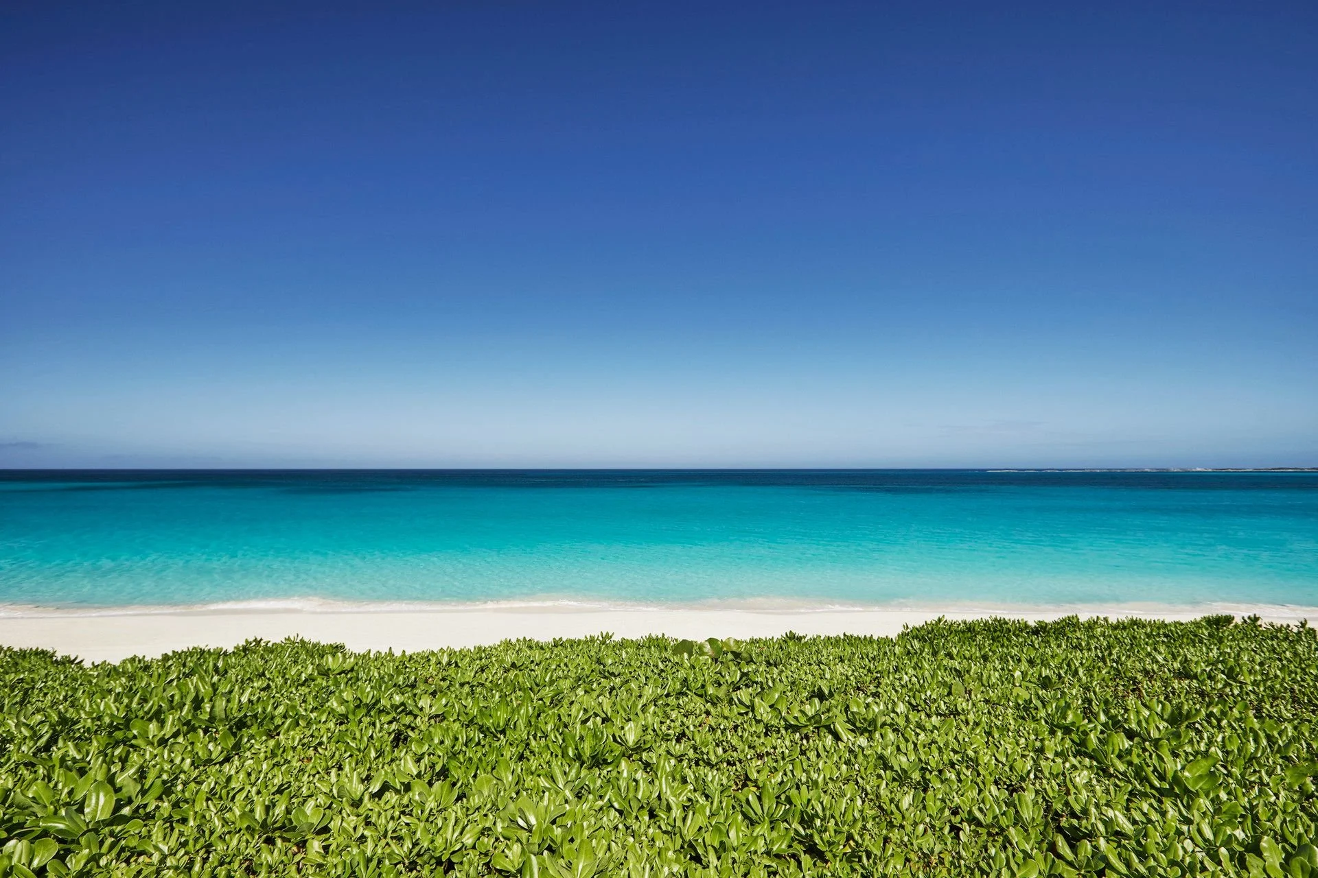 A beach with bright green vegetation along the sand, turquoise water, and a clear blue sky.