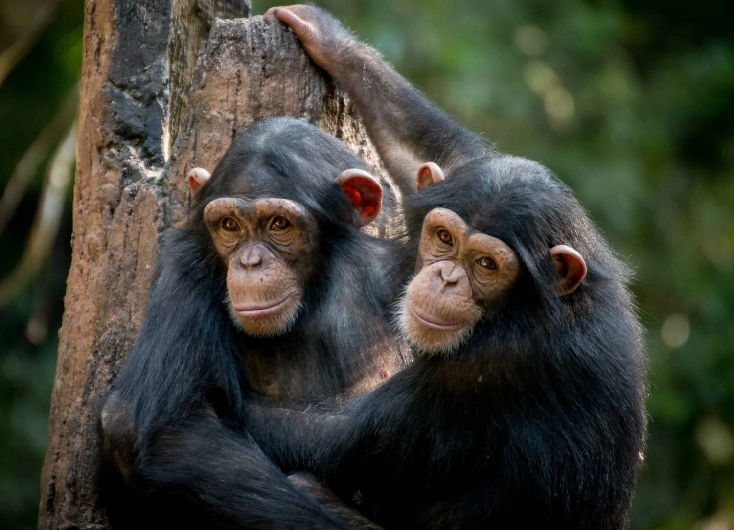Two chimpanzees hugging each other, one with a hand on a tree trunk, in a lush green forest.