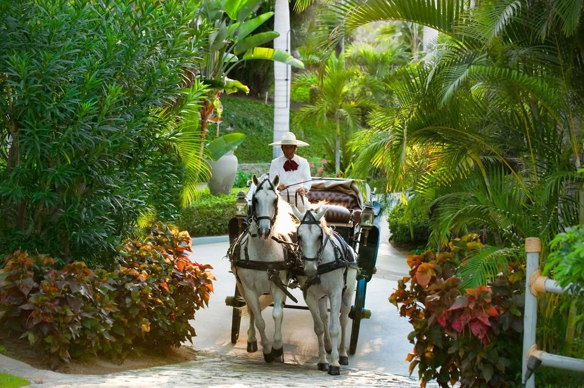 A person in a white outfit and wide-brimmed hat riding a horse-drawn carriage through lush green tropical plants and trees.