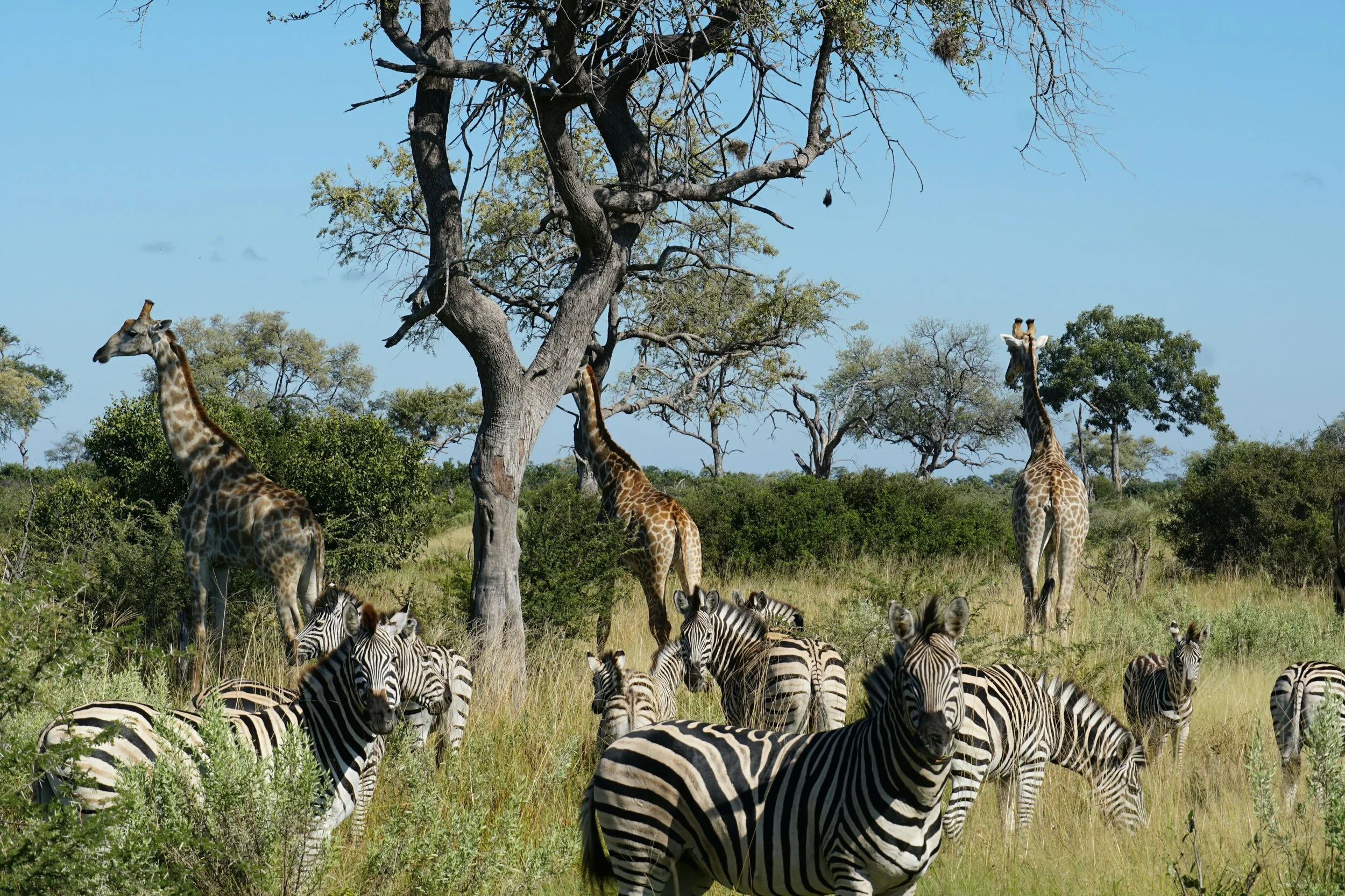 A group of zebras grazing on grass under trees in a savanna landscape.