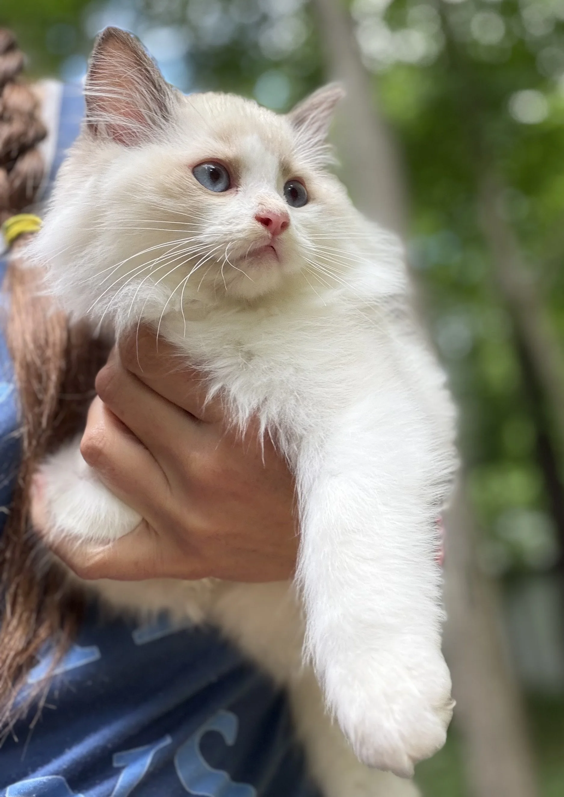 Close-up of a white and cream-colored cat with blue eyes, being held outdoors with greenery in the background.