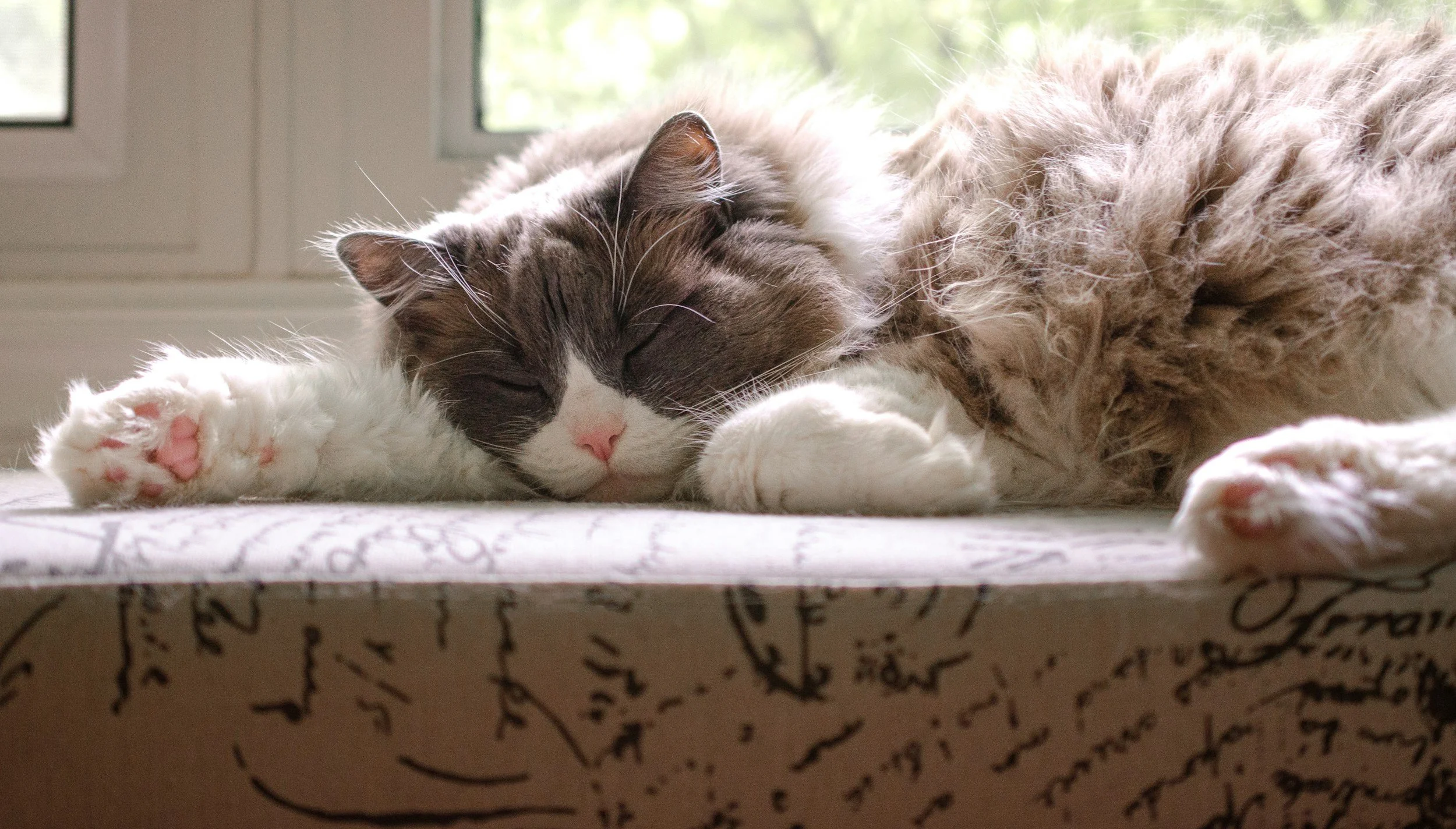 A cat laying on its back on a wooden floor, with blue eyes and a coat with spots and stripes, against a green textured wall.