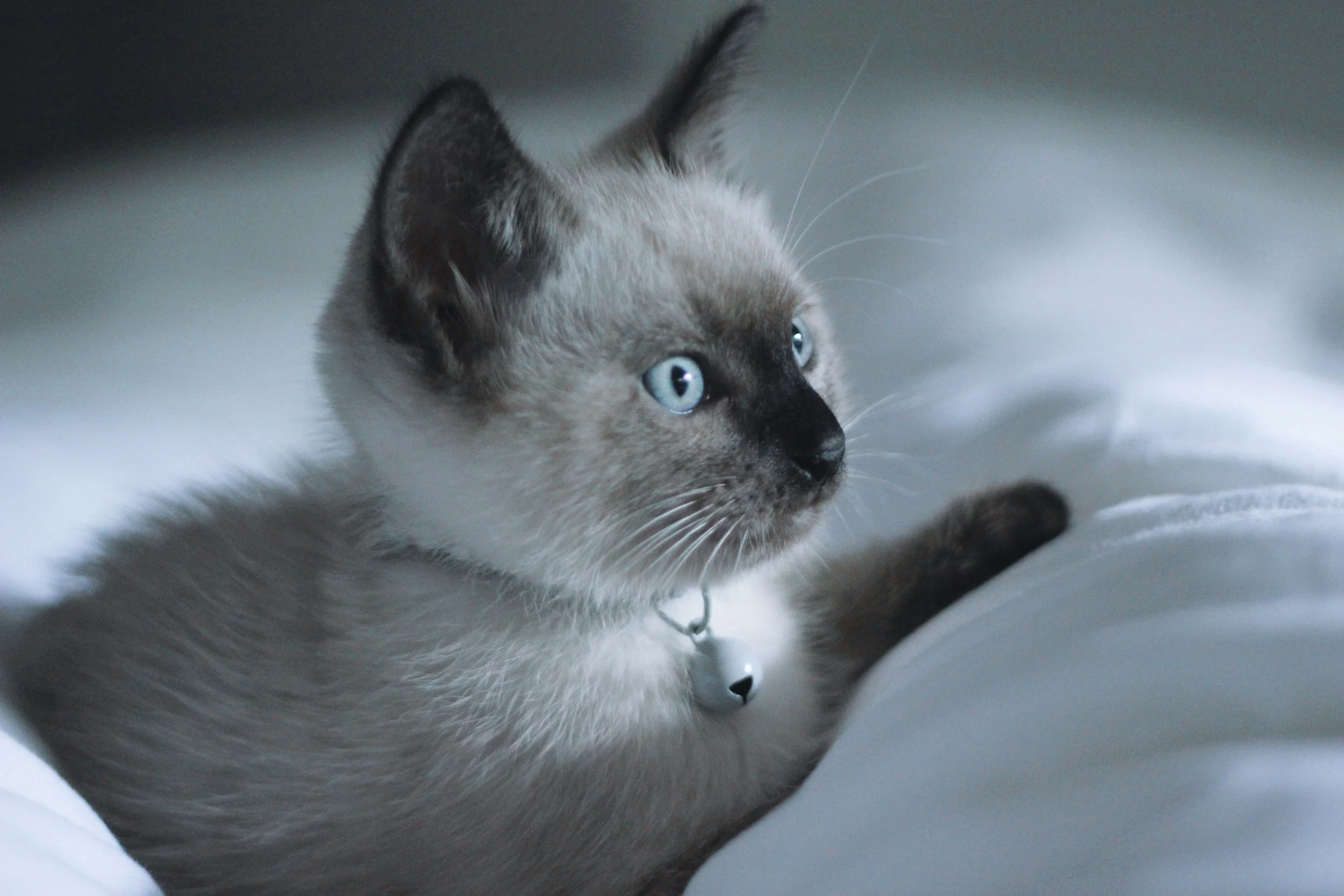 A kitten with brown and black tabby fur looking at a plate of canned tuna fish. Part of another cat's head is visible on the right side of the image.