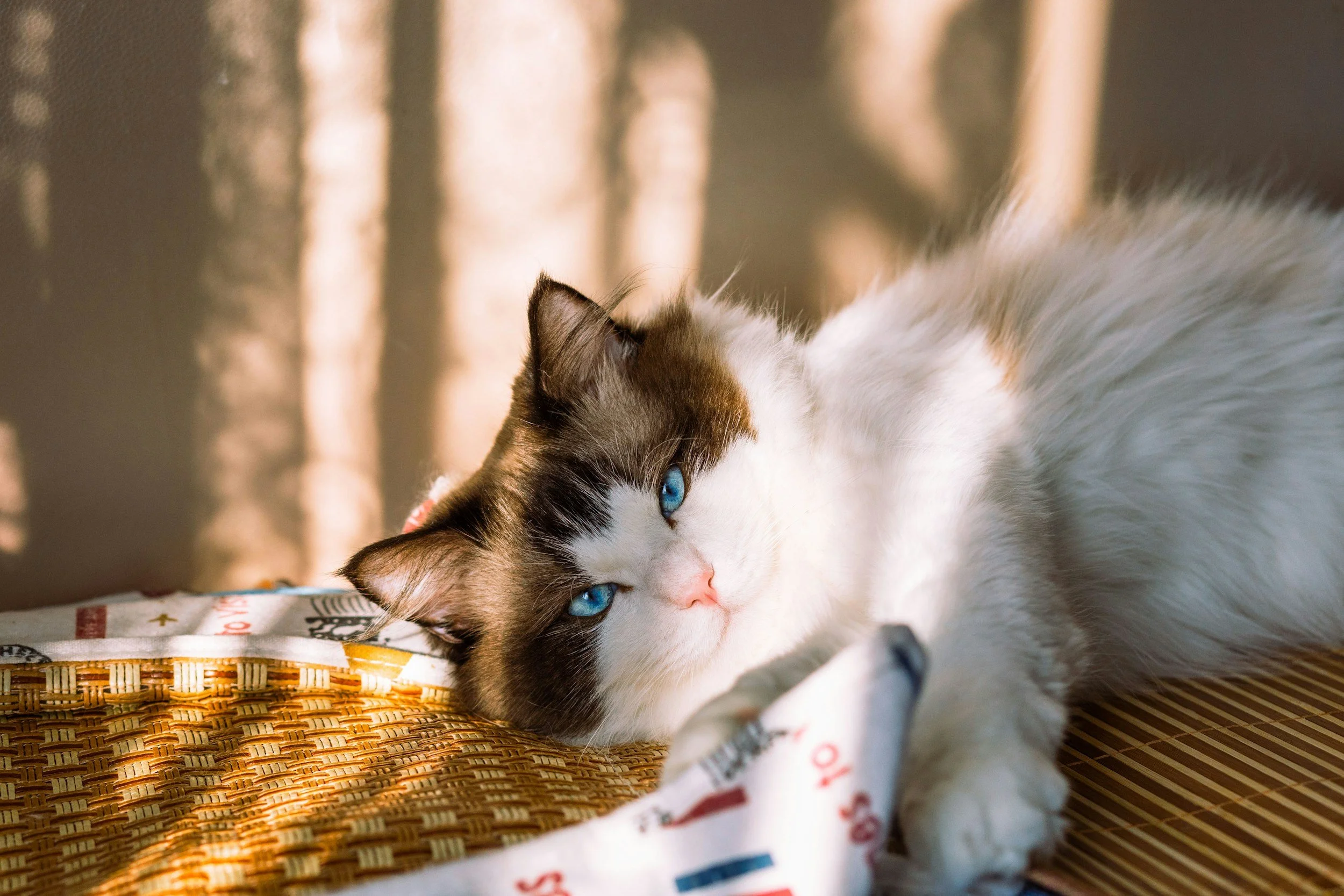 What Is a Holistic Cat?