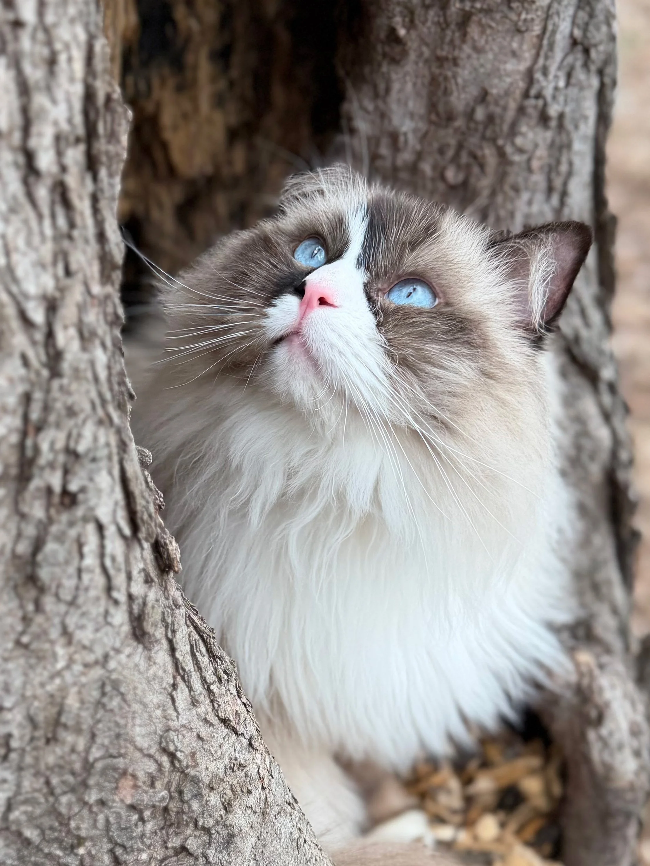 A close-up of a cat with blue eyes, peeking out from inside a tree hollow.