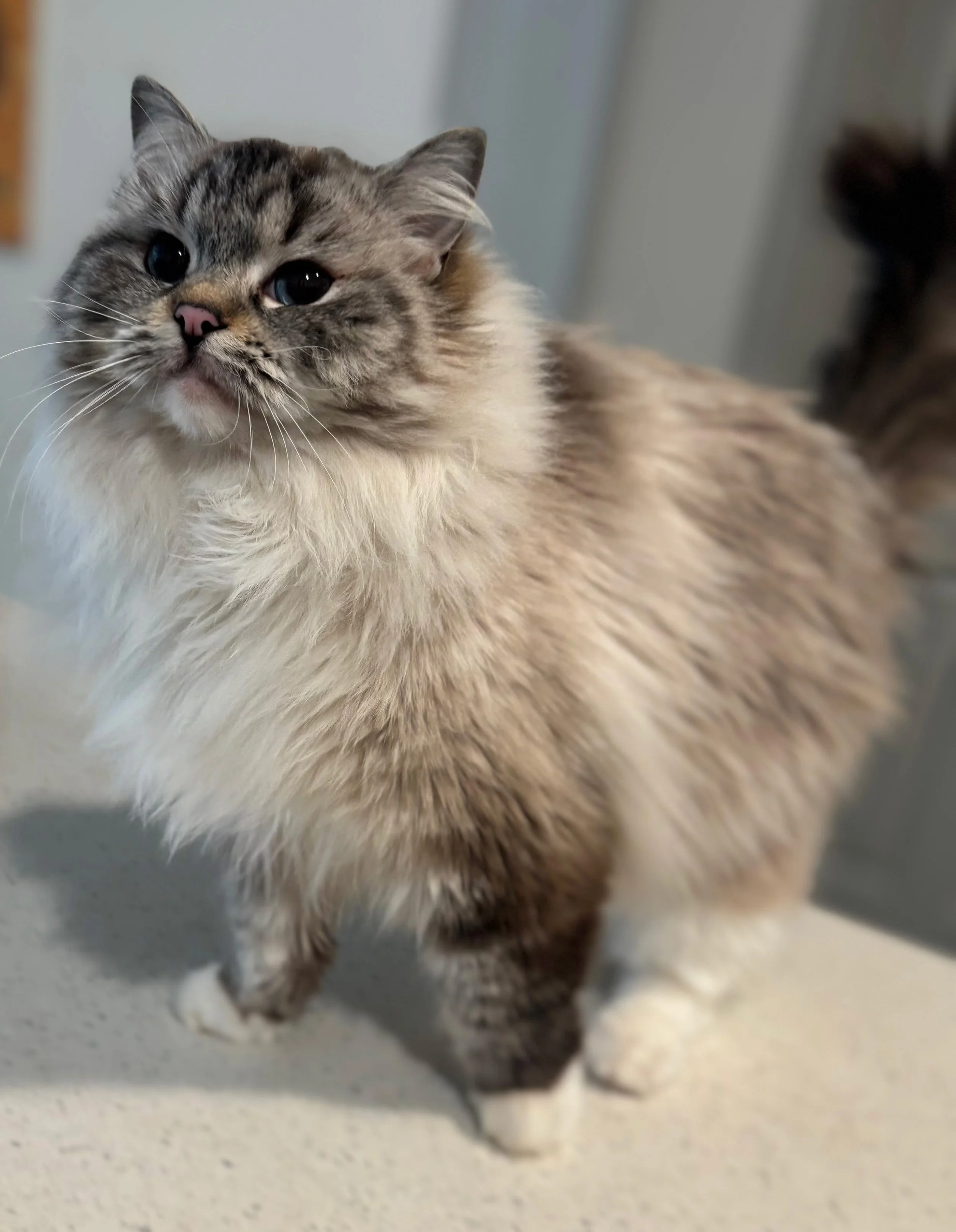 Close-up of a fluffy cat with a mix of gray, cream, and brown fur, winking with one eye.
