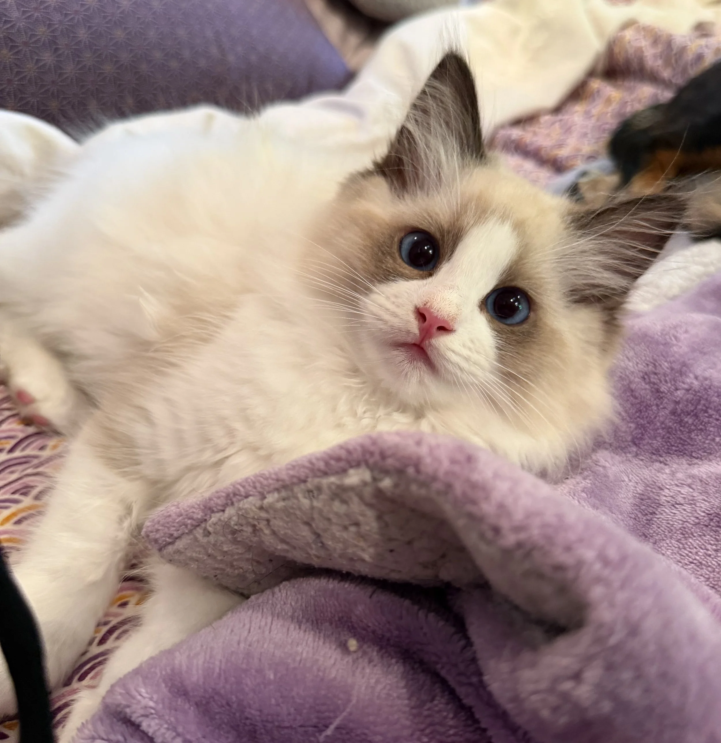 A close-up of a kitten with blue eyes cuddling on a purple blanket.