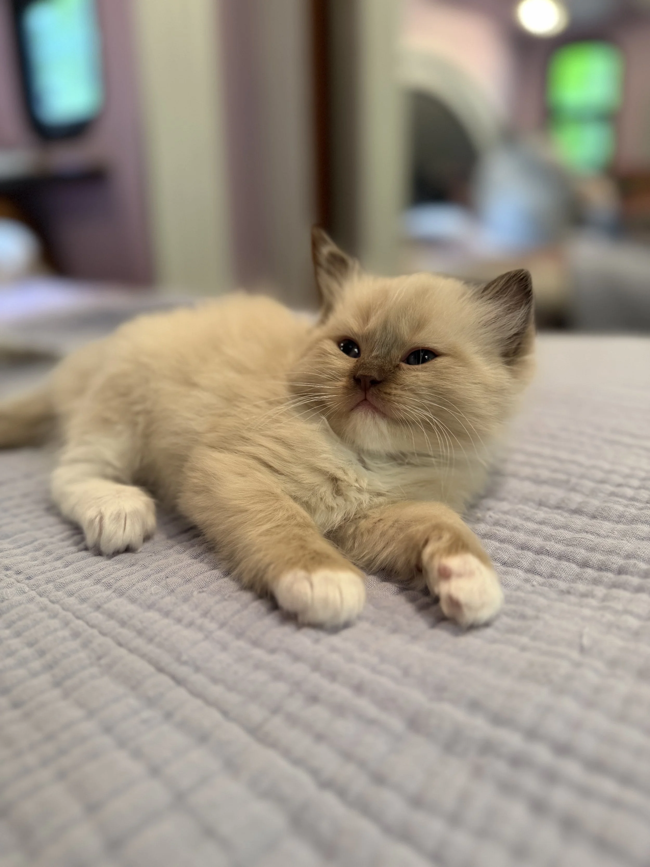 A fluffy light-colored kitten lying on a textured surface indoors.