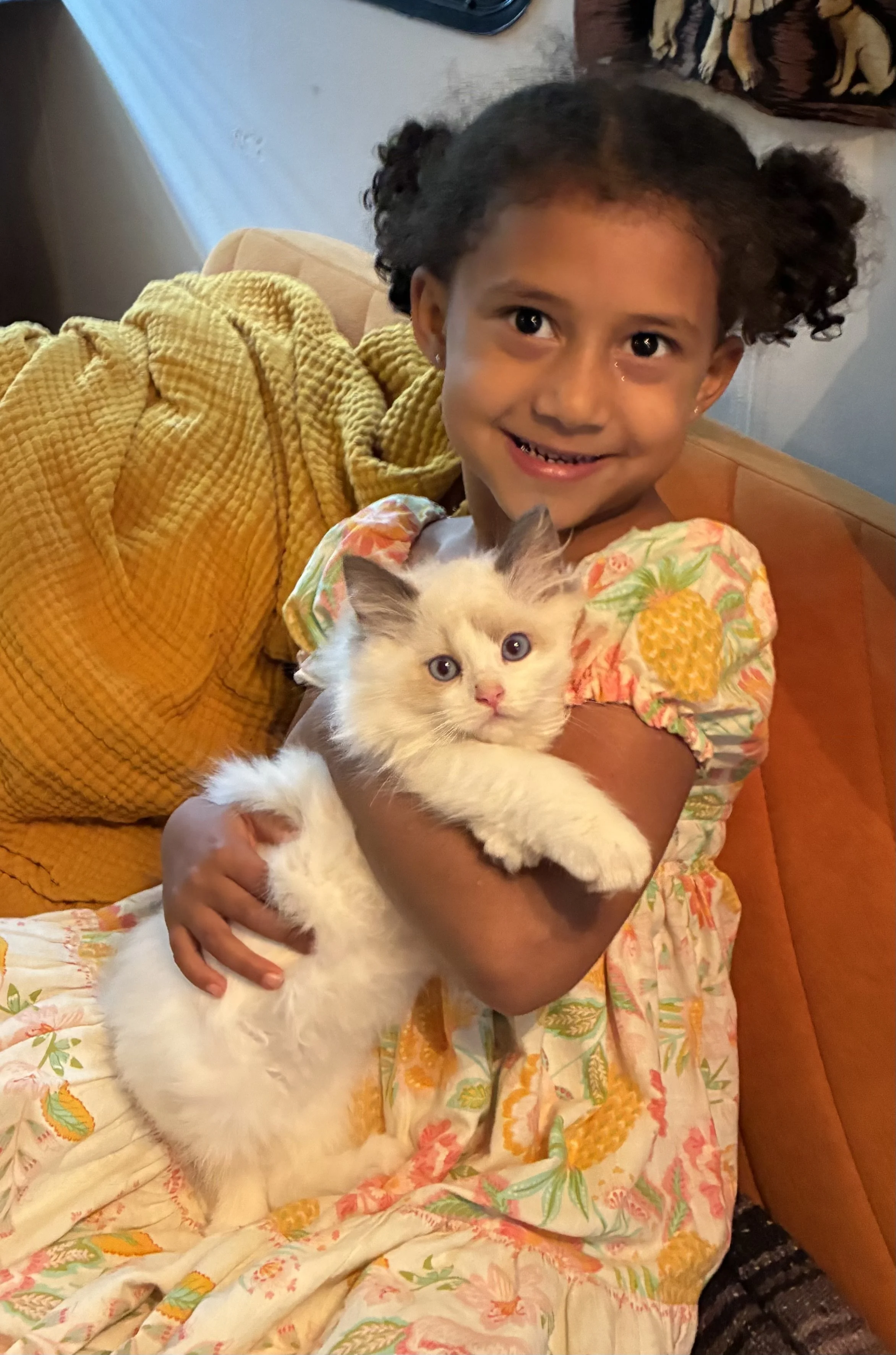 A young girl with curly hair and a floral dress holding a fluffy white kitten with blue eyes.