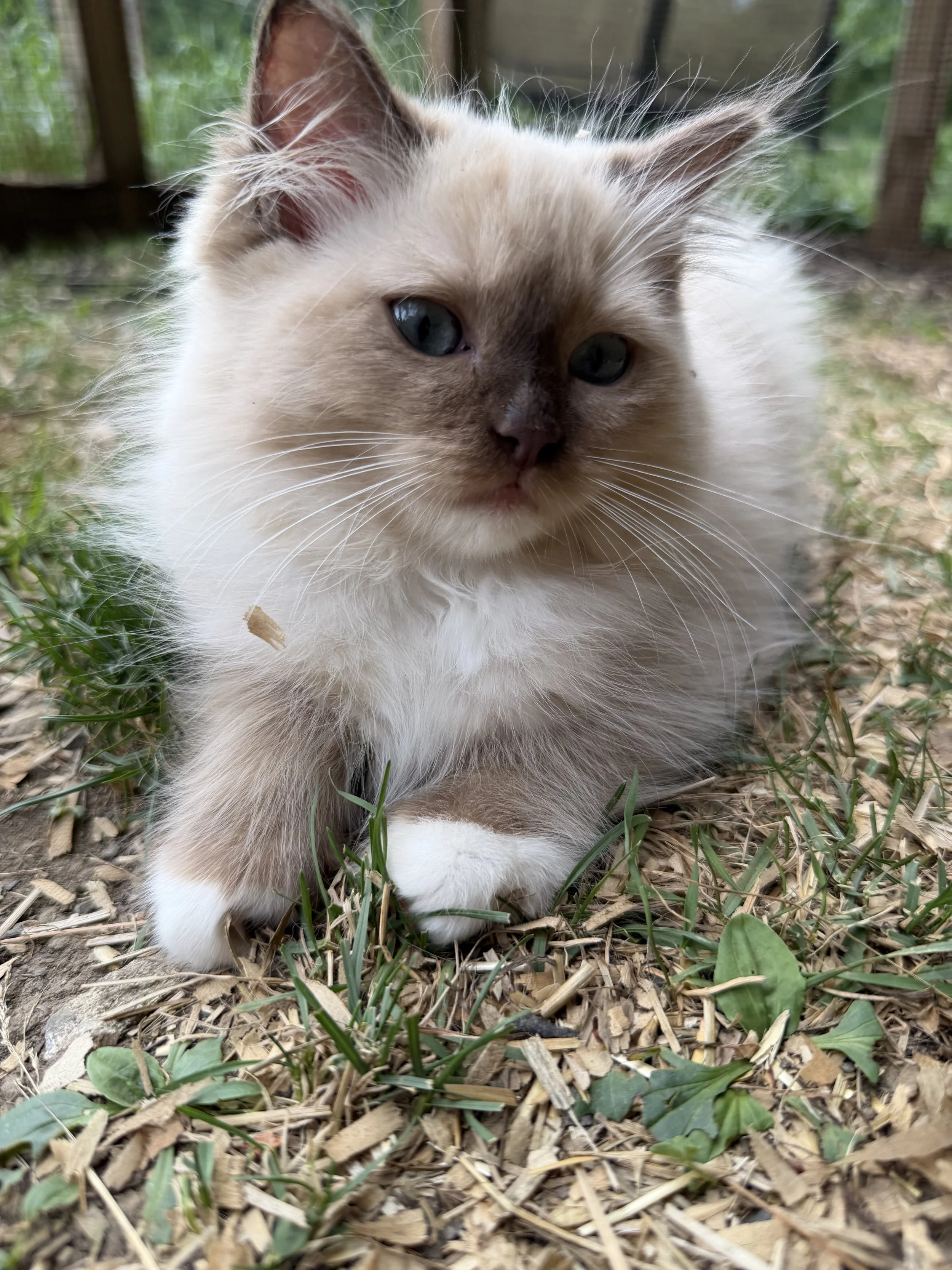 A close-up of a fluffy orange kitten with blue eyes, lying on a light gray textured surface, with its front paws and face prominently visible.