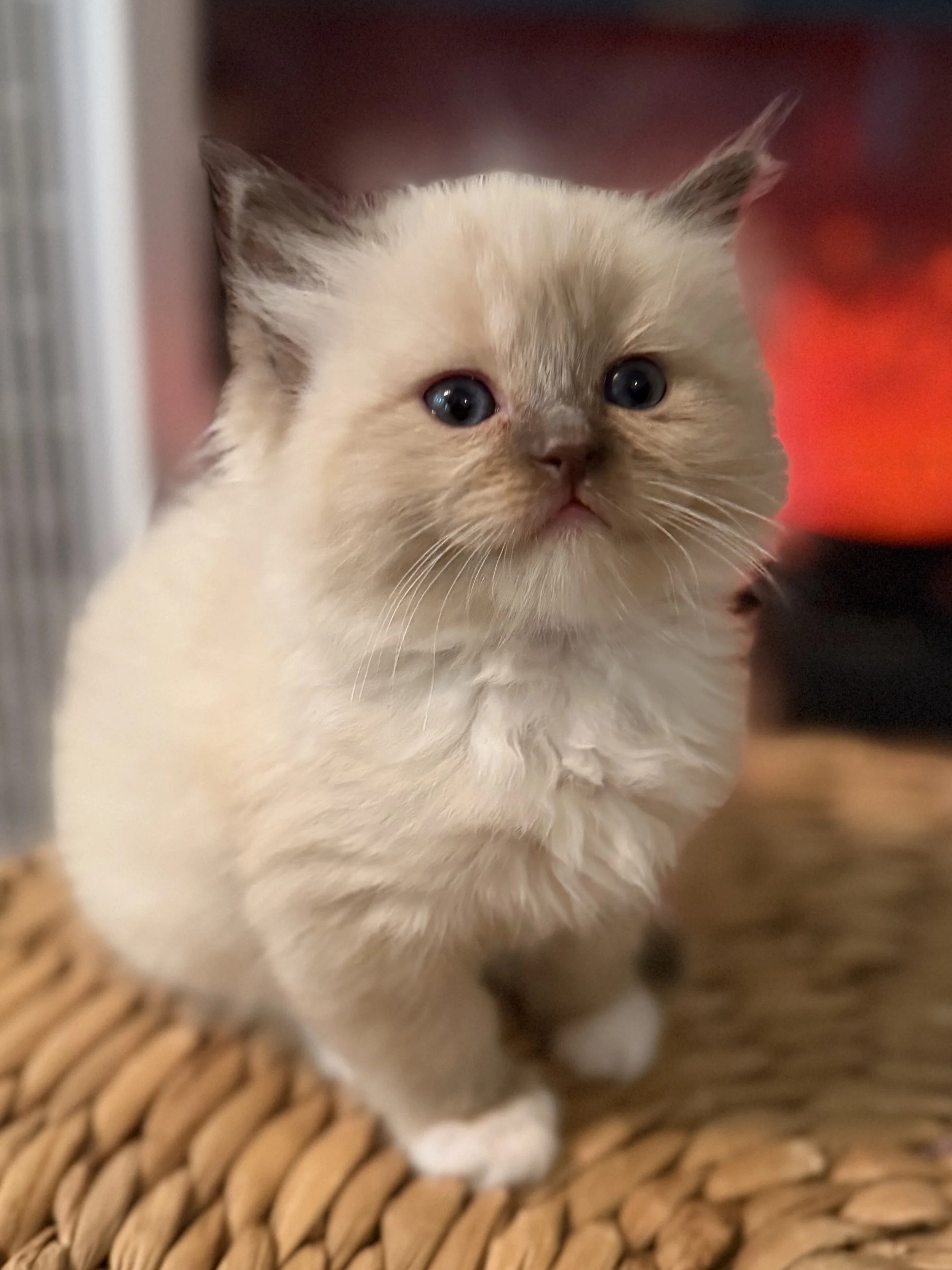 Close-up of a fluffy cream-colored kitten with blue eyes, sitting on a woven surface.