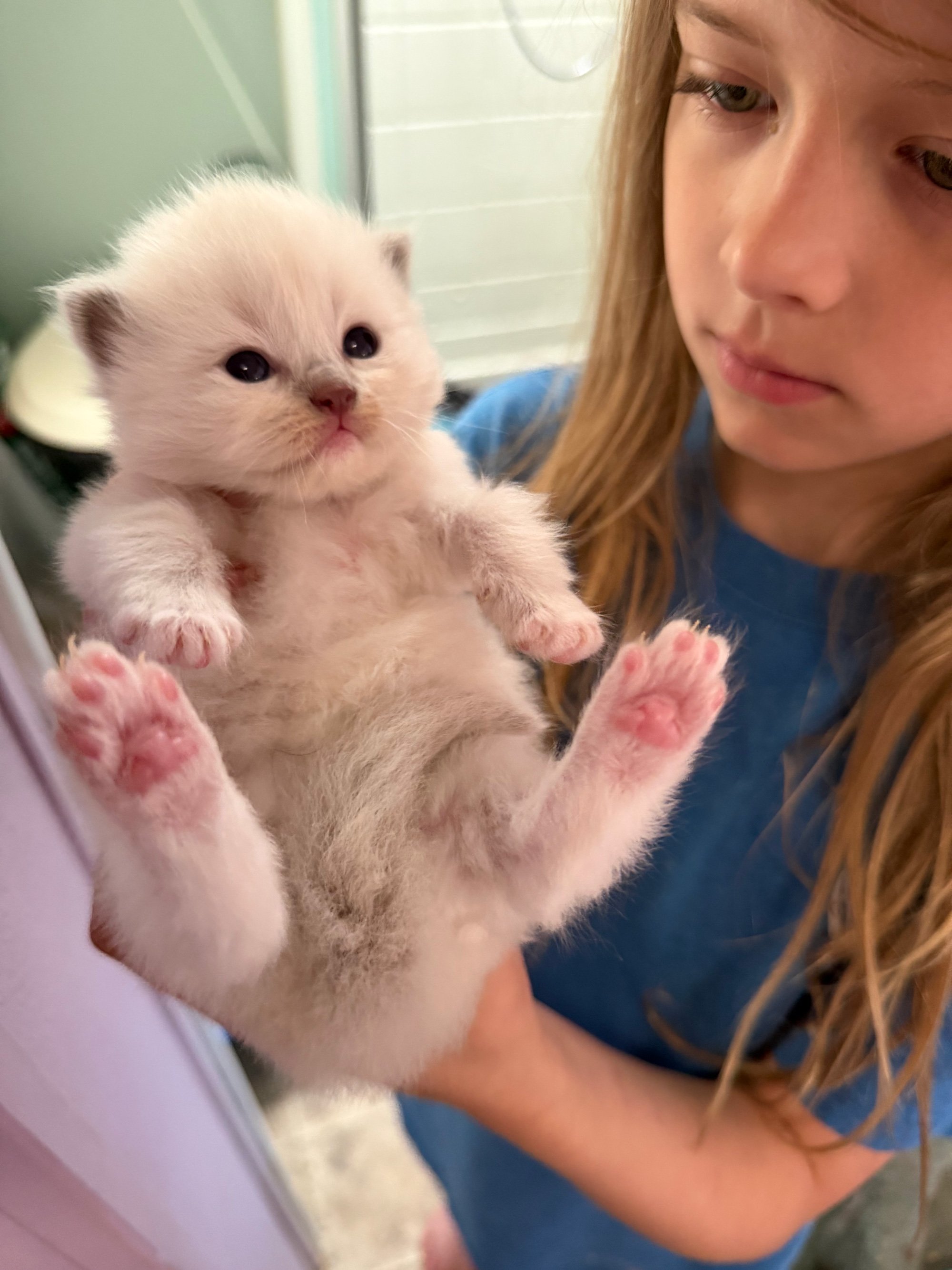A young girl holding a cream-colored kitten with blue eyes and pink paw pads, indoors near a window.