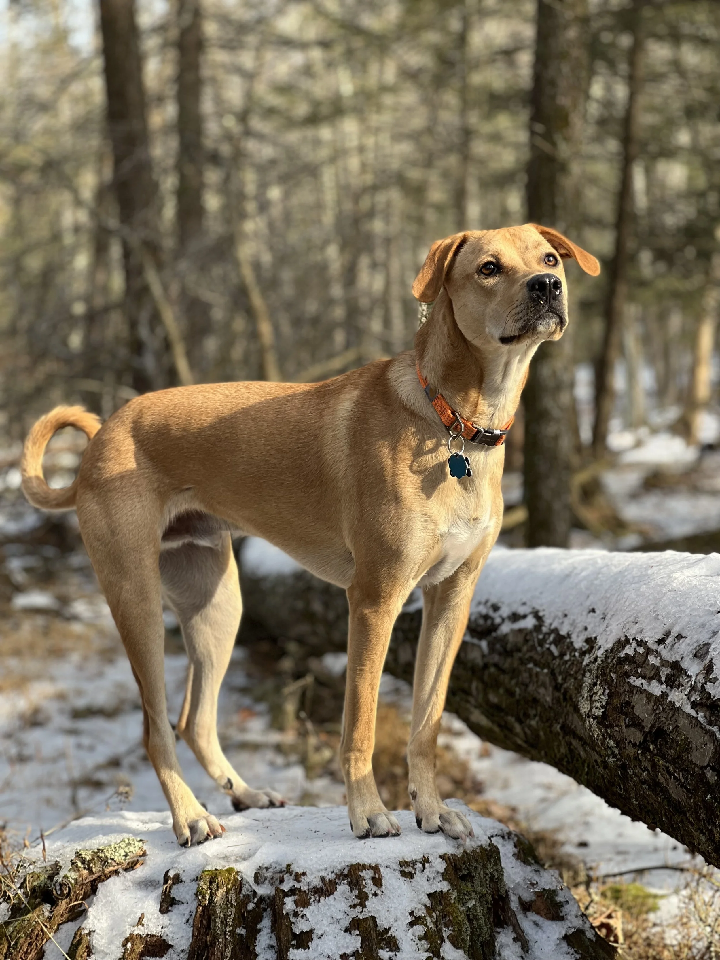Tan medium sized dog that resembles a labrador mix. He is wearing an orange collar and is standing on a tree stump covered in snow in a wooded area.